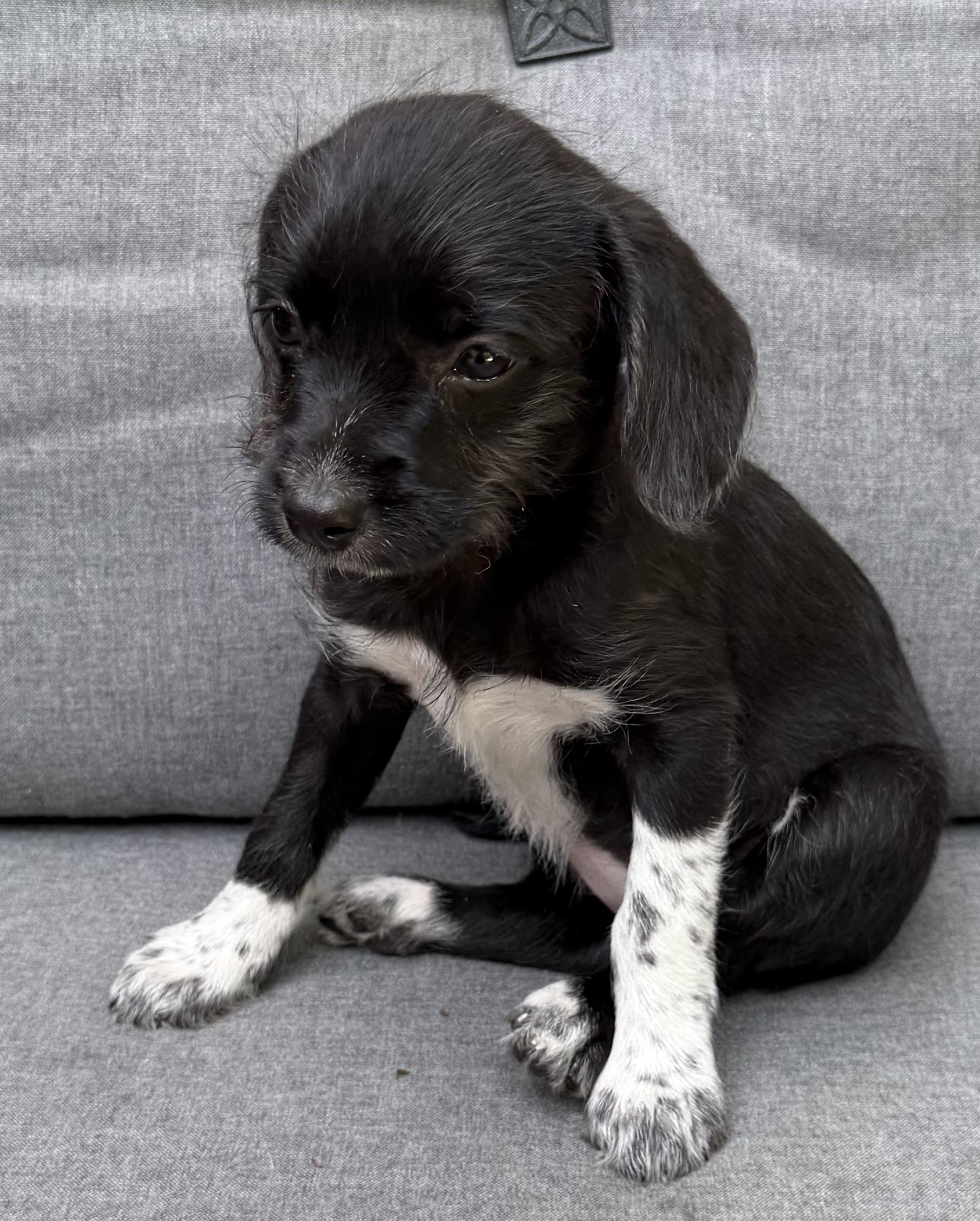Daisy, Adoptable, Puppy Female Maltipoo & Fox Terrier.