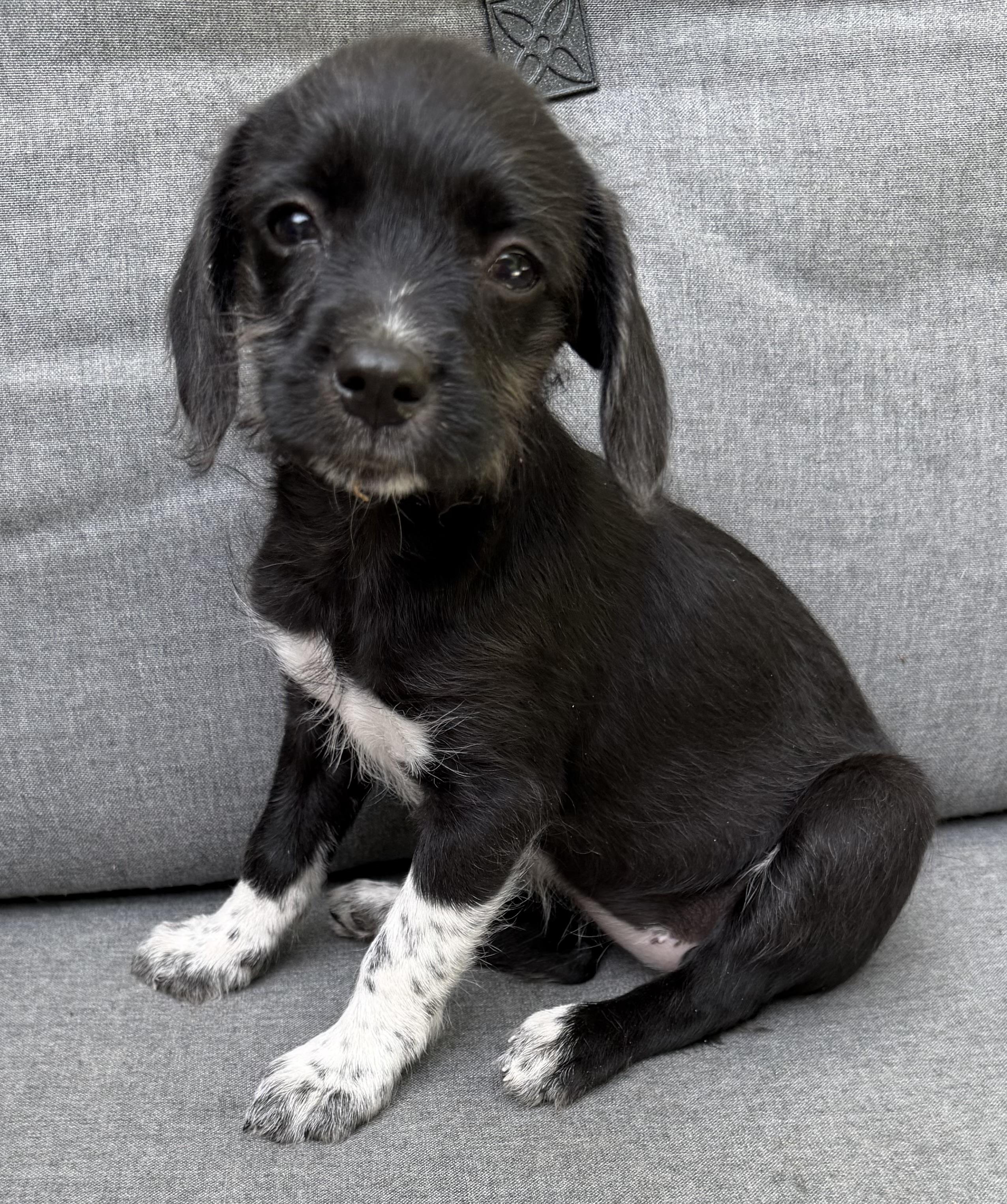 Enlarge Daisy, a Adoptable mixed breed in Dallas, TX image 6/6