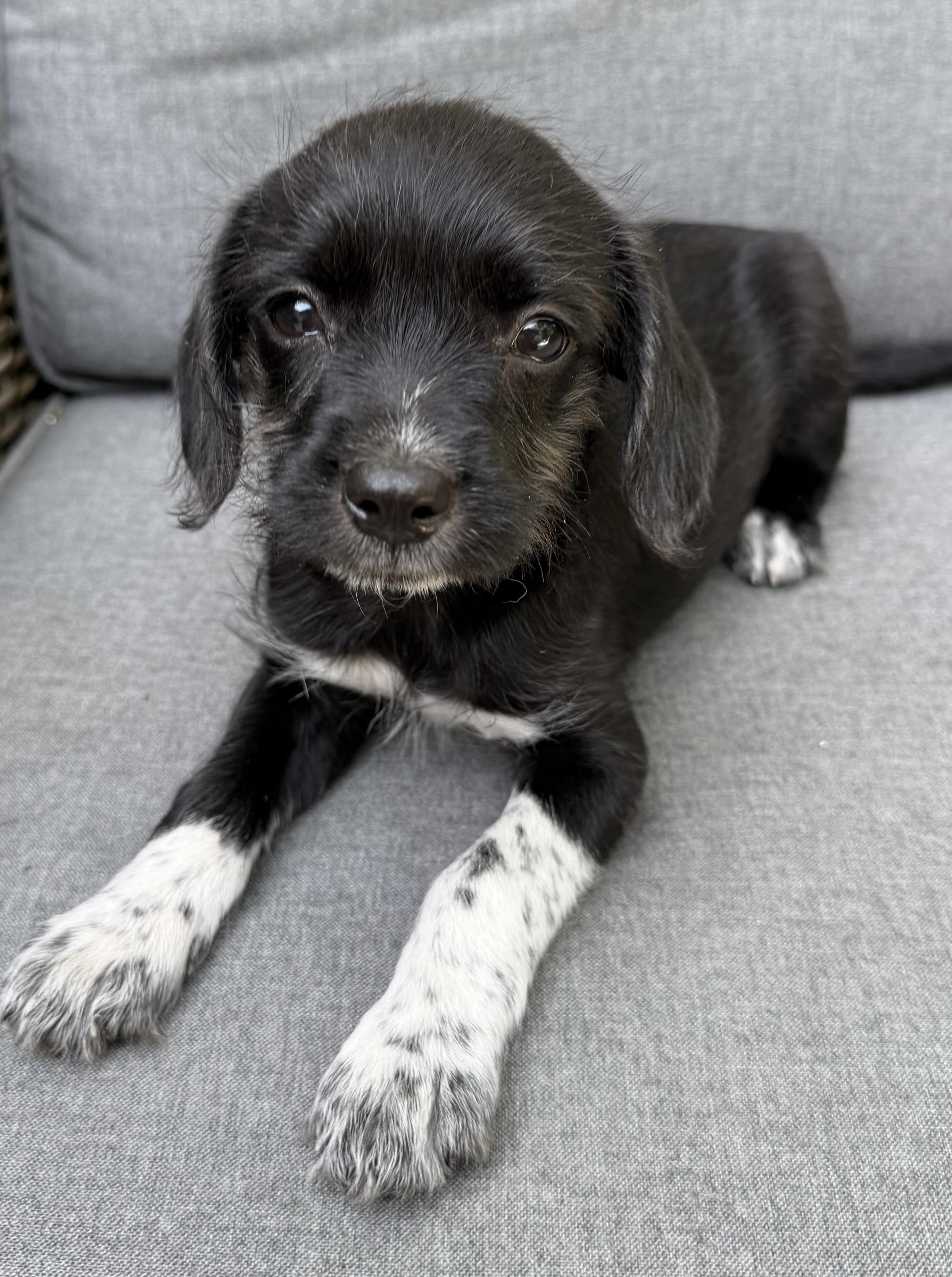 Enlarge Daisy, a Adoptable mixed breed in Dallas, TX image 5/6