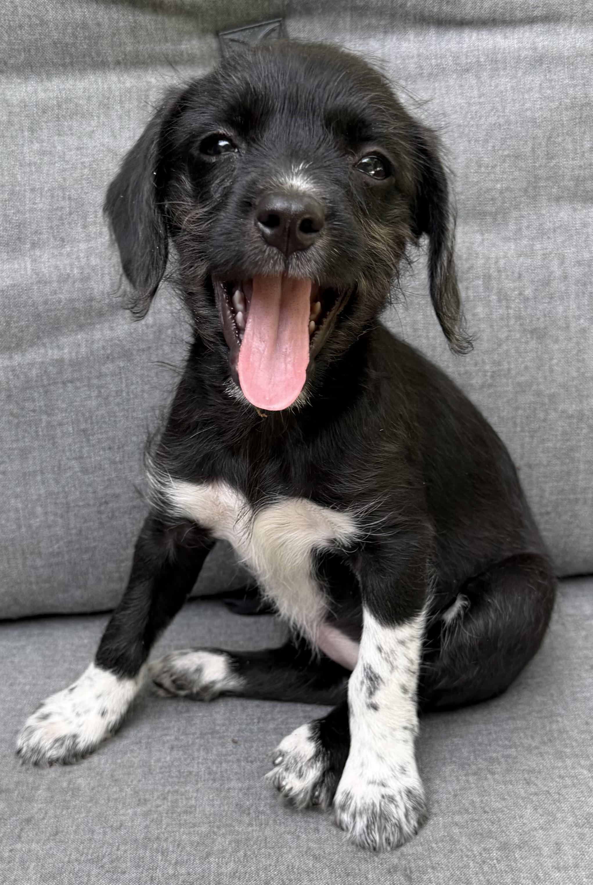 Enlarge Daisy, a Adoptable mixed breed in Dallas, TX image 4/6