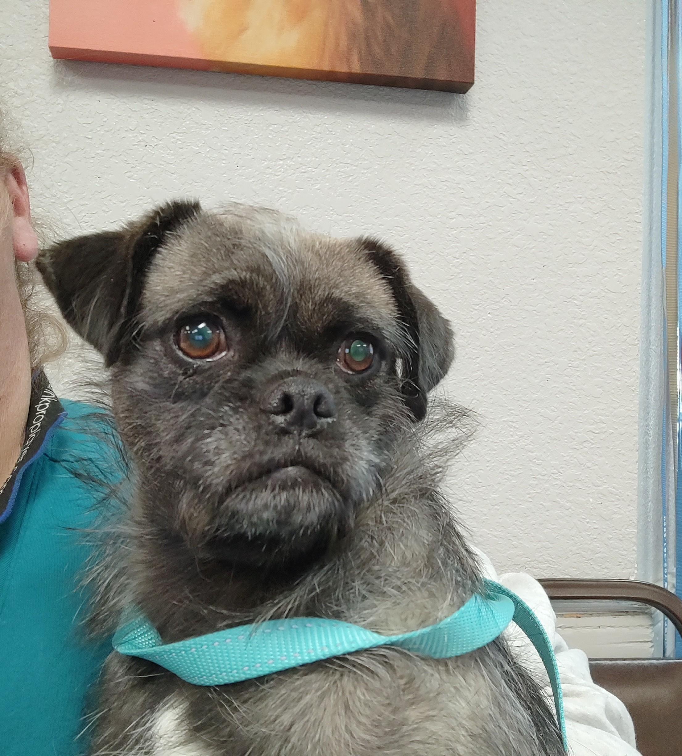 Pachena, adoptable, Adult Female Pug.
