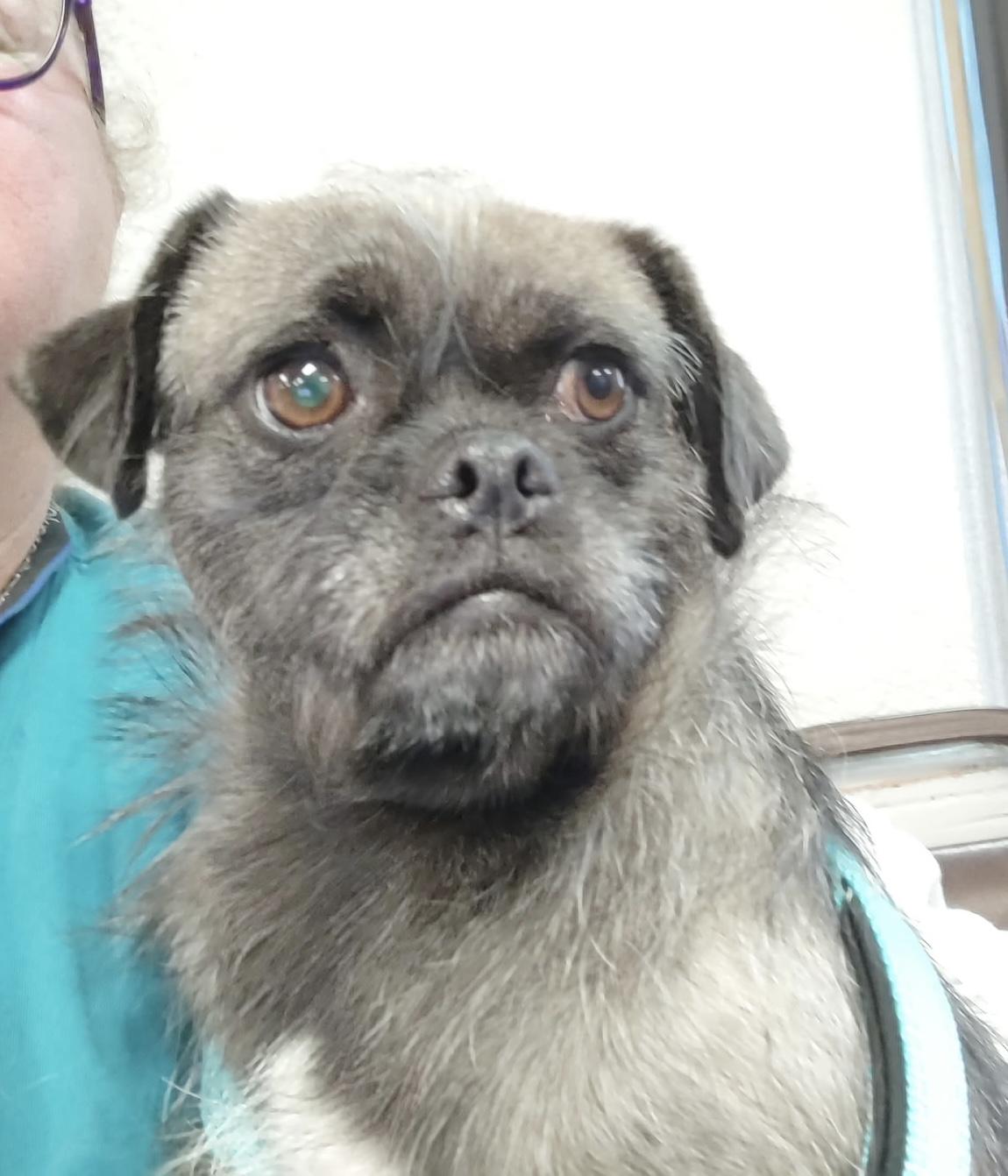 Enlarge Pachena, an adoptable mixed breed in Henderson, NV image 3/3