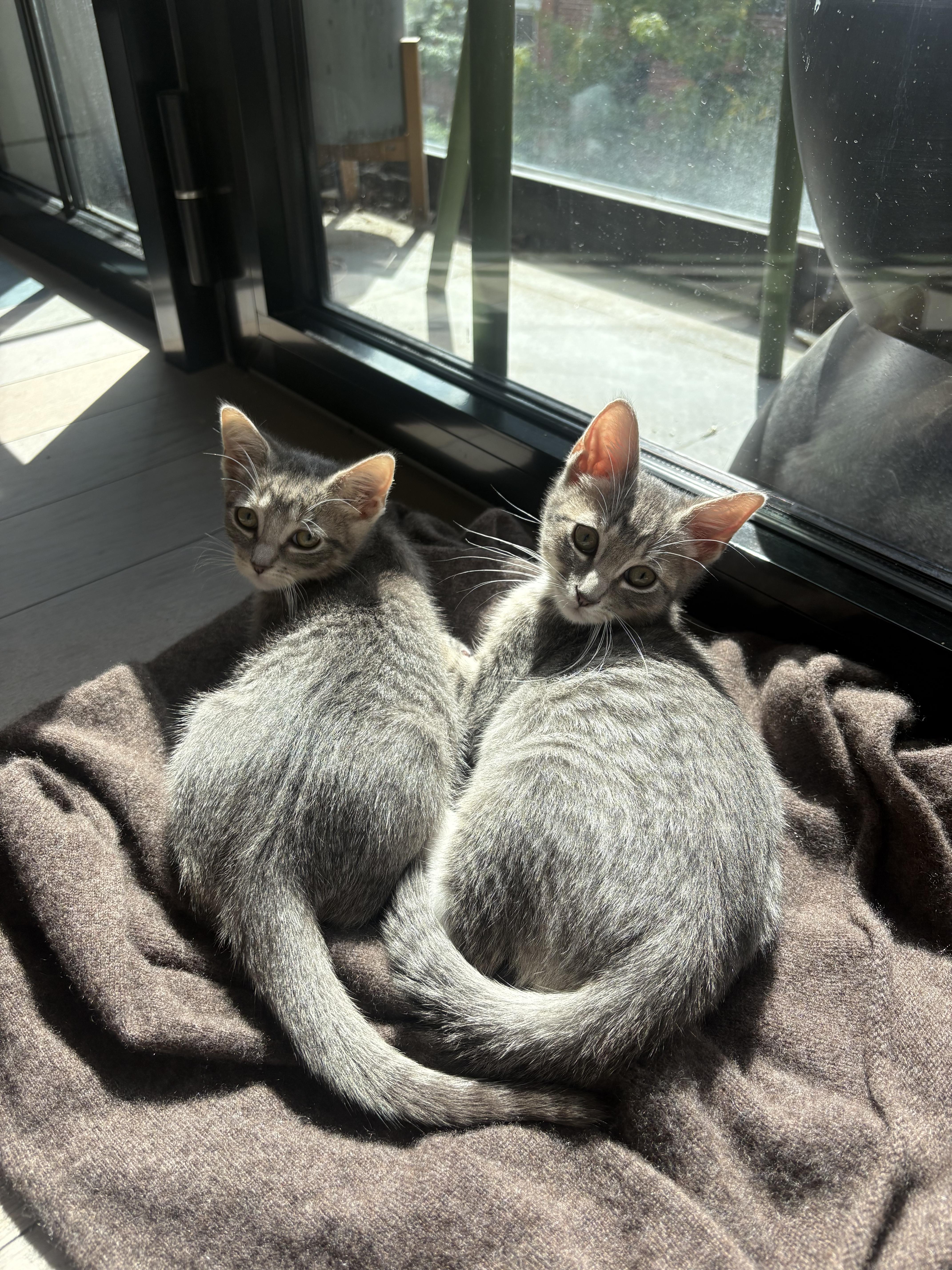 Gray Goose & Grayt Gatsby, Adopted, Kitten Male Domestic Short Hair.