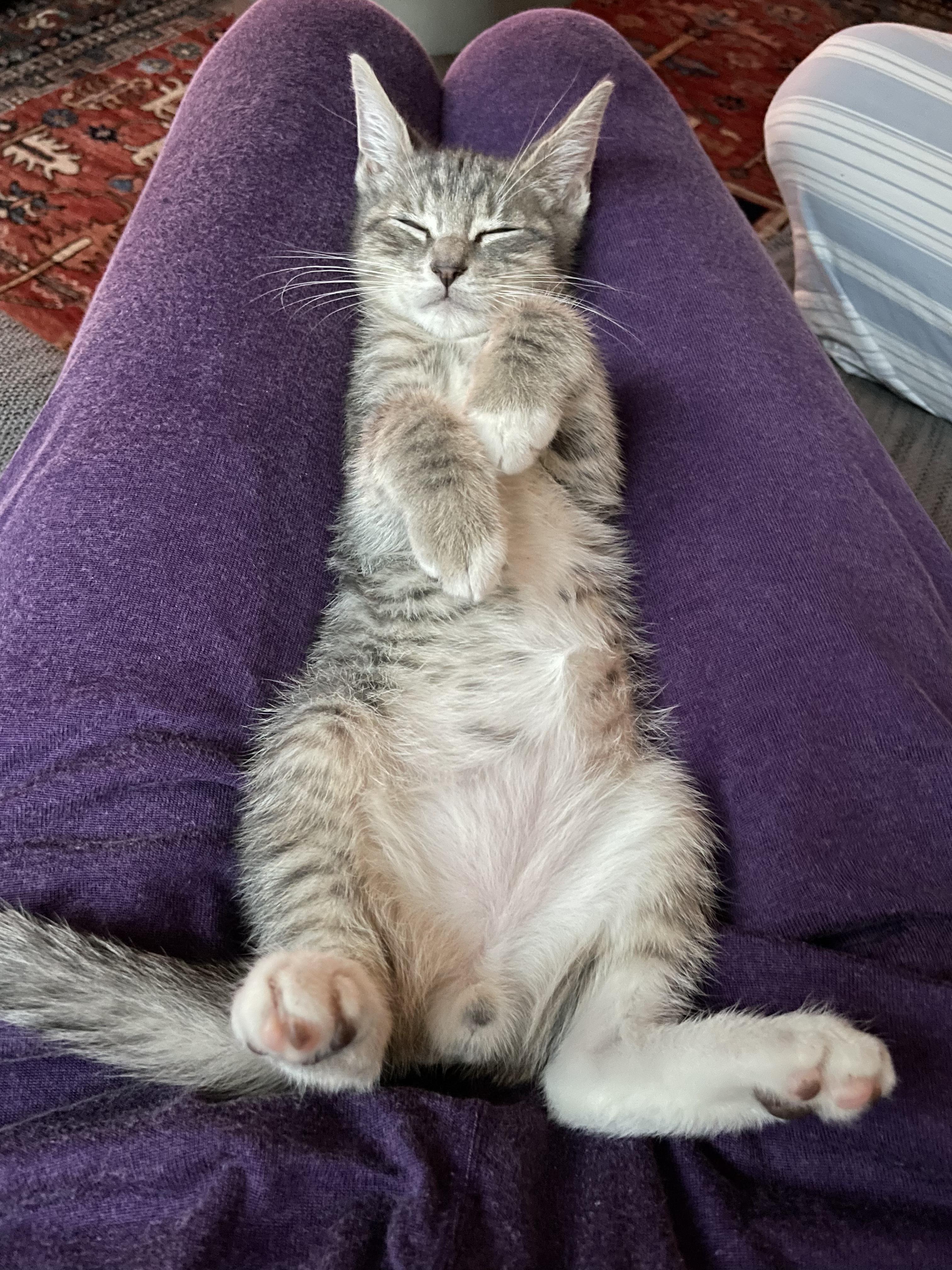 Enlarge Gray Goose & Grayt Gatsby, a Adopted Domestic Short Hair in brooklyn, NY image 6/6