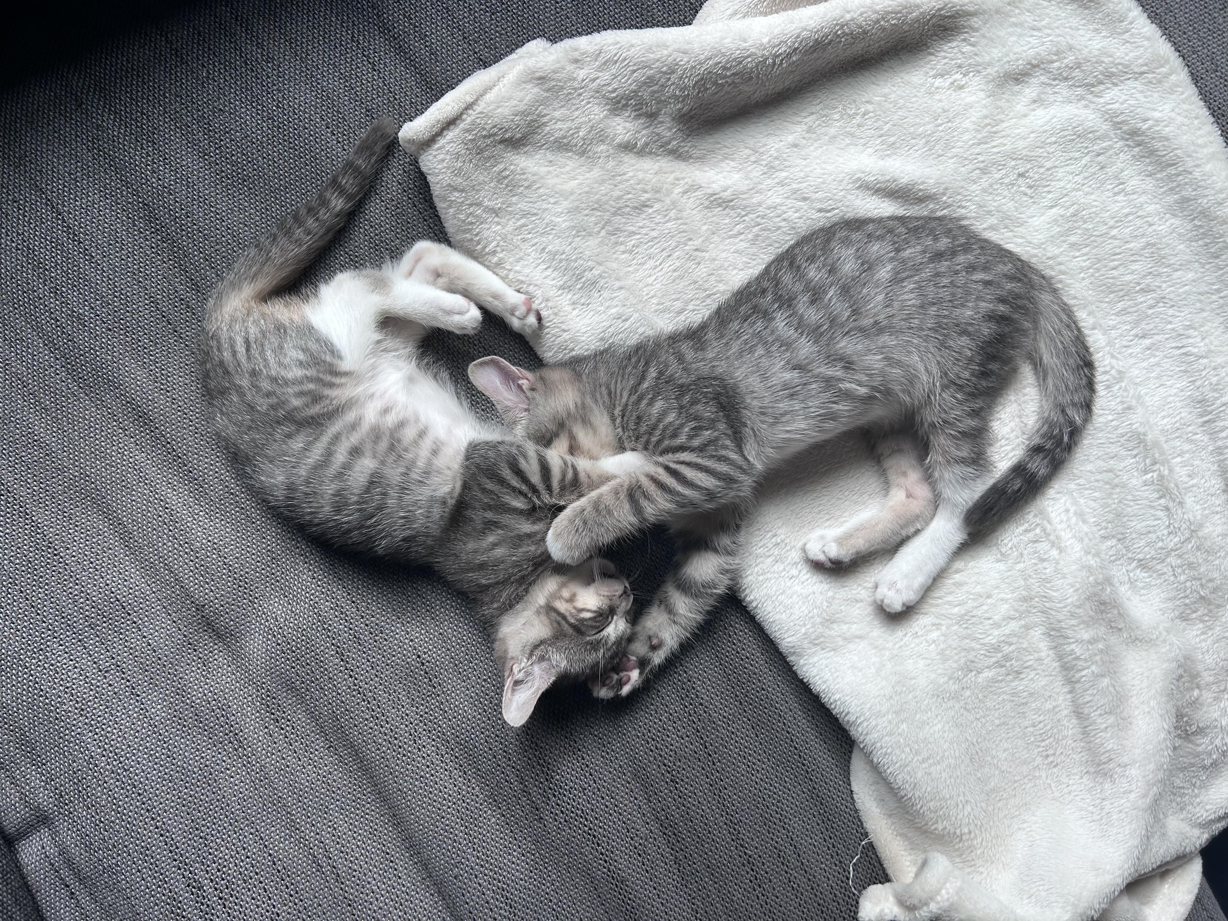 Enlarge Gray Goose & Grayt Gatsby, a Adopted Domestic Short Hair in brooklyn, NY image 4/6