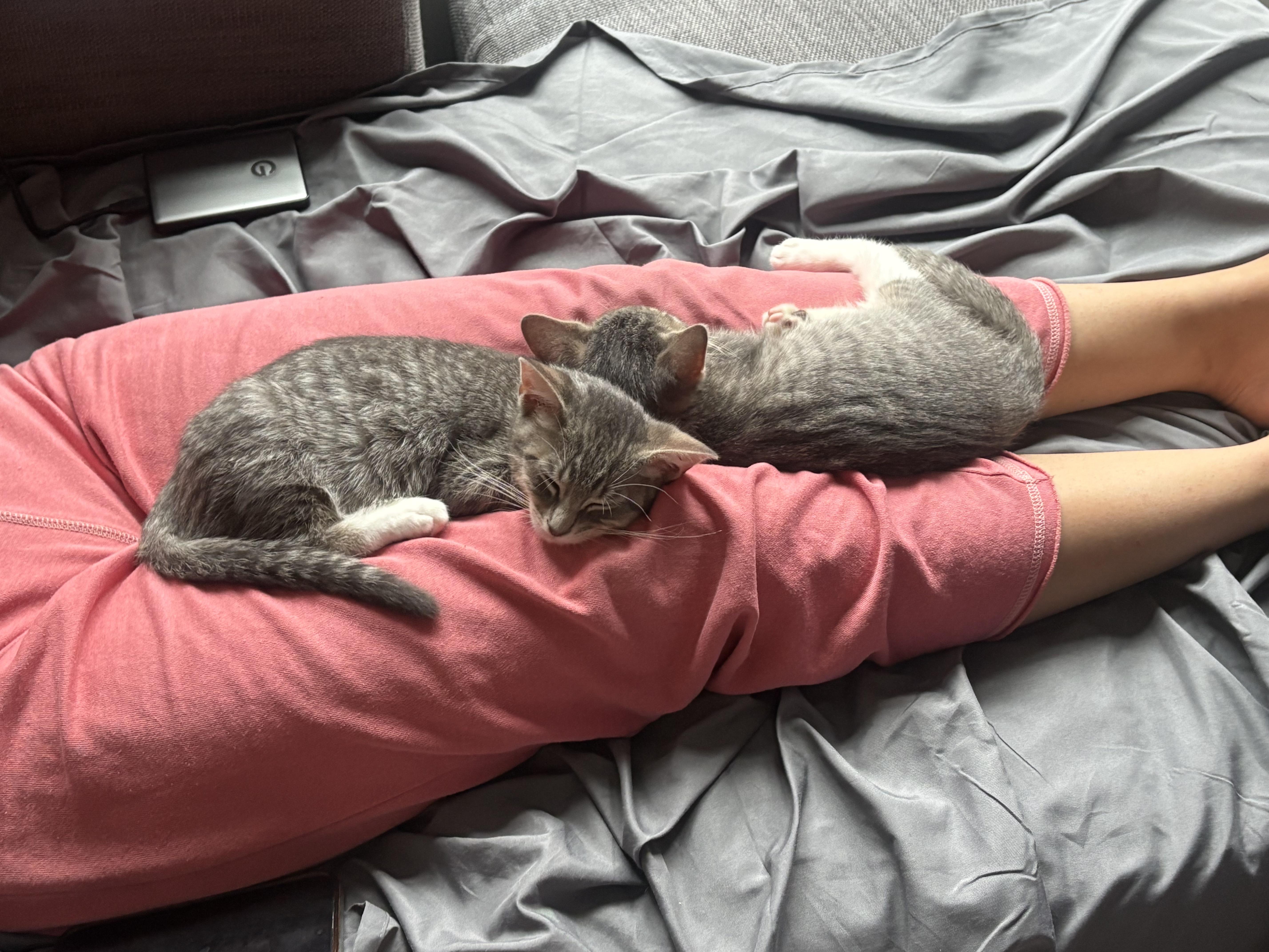 Enlarge Gray Goose & Grayt Gatsby, a Adopted Domestic Short Hair in brooklyn, NY image 5/6