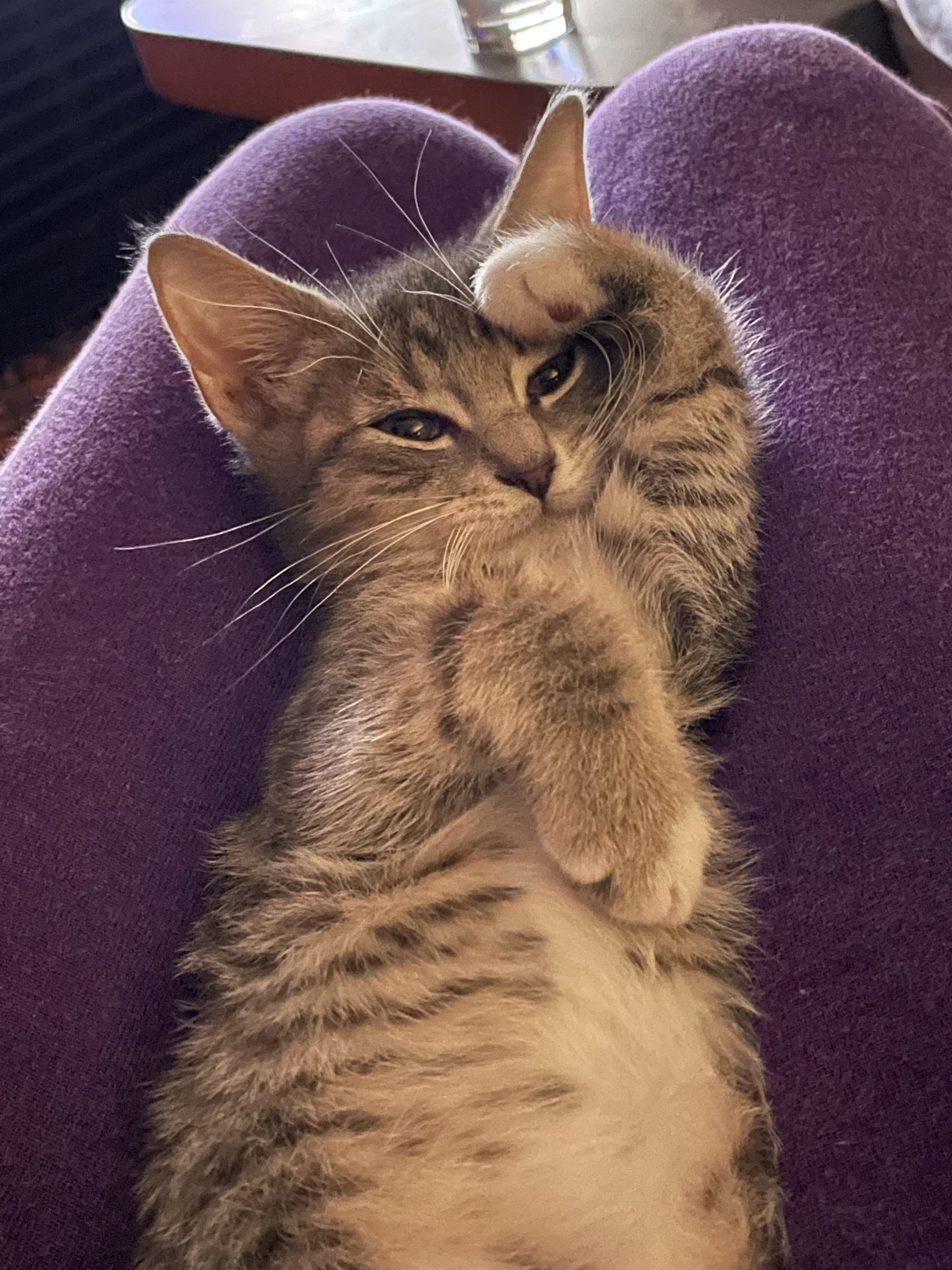 Enlarge Gray Goose & Grayt Gatsby, a Adopted Domestic Short Hair in brooklyn, NY image 2/6