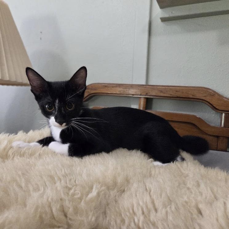 Yorkie, a ADOPTABLE Domestic Short Hair in Bentonville, AR image 2/2