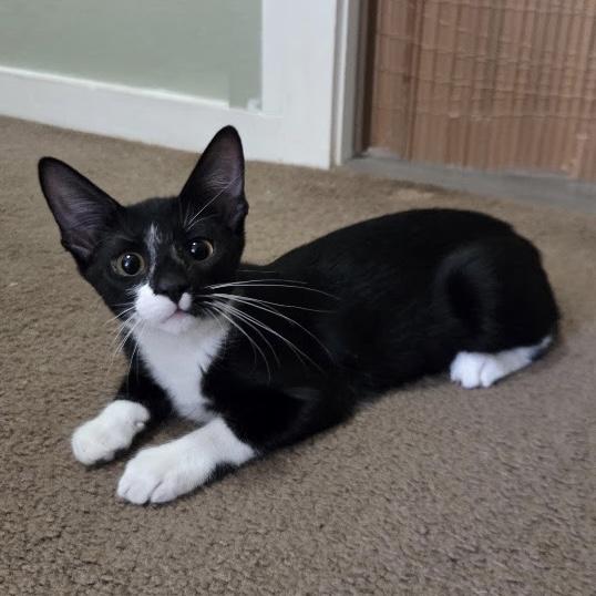 Yorkie, ADOPTABLE, Kitten Female Domestic Short Hair.