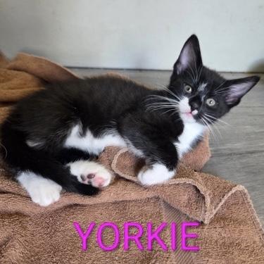 Yorkie, ADOPTABLE, Kitten Female Domestic Short Hair.