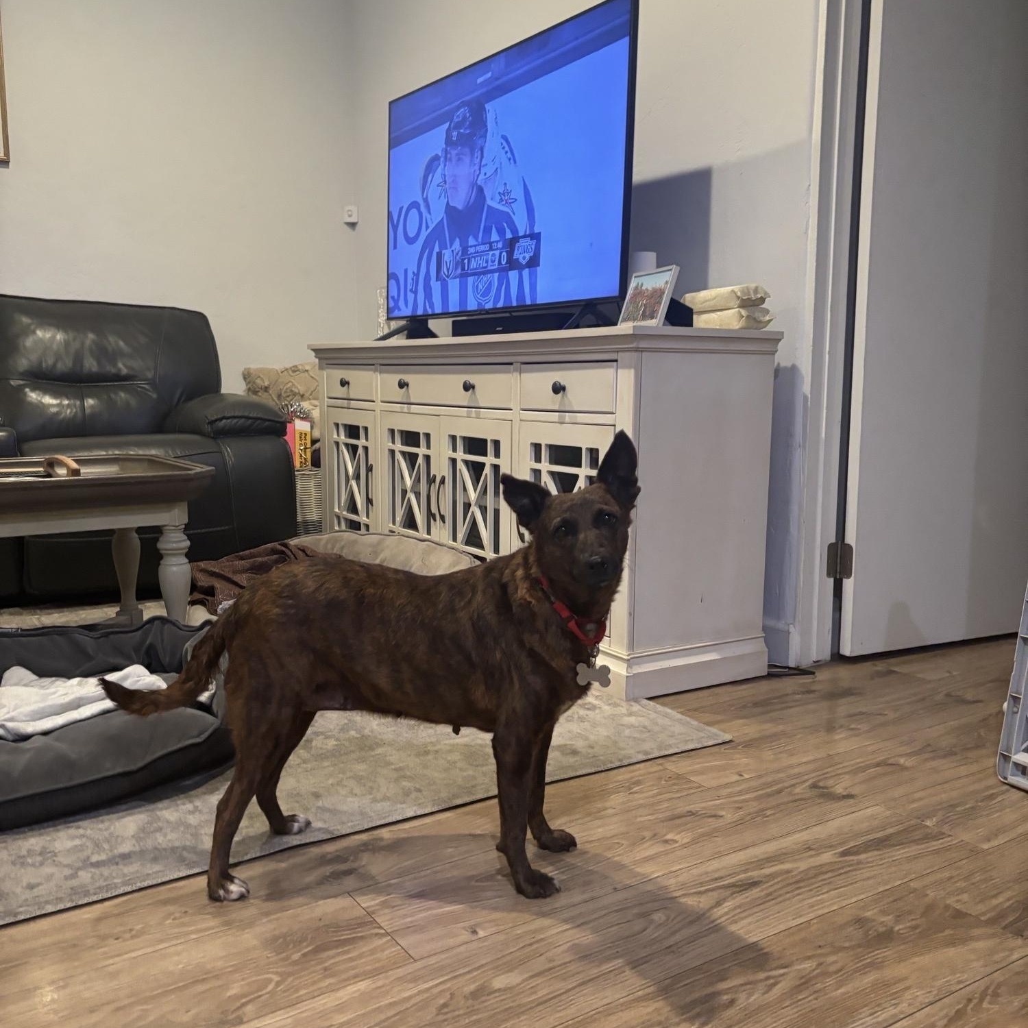 Aloha, a Adoptable mixed breed in San Diego, CA image 4/6