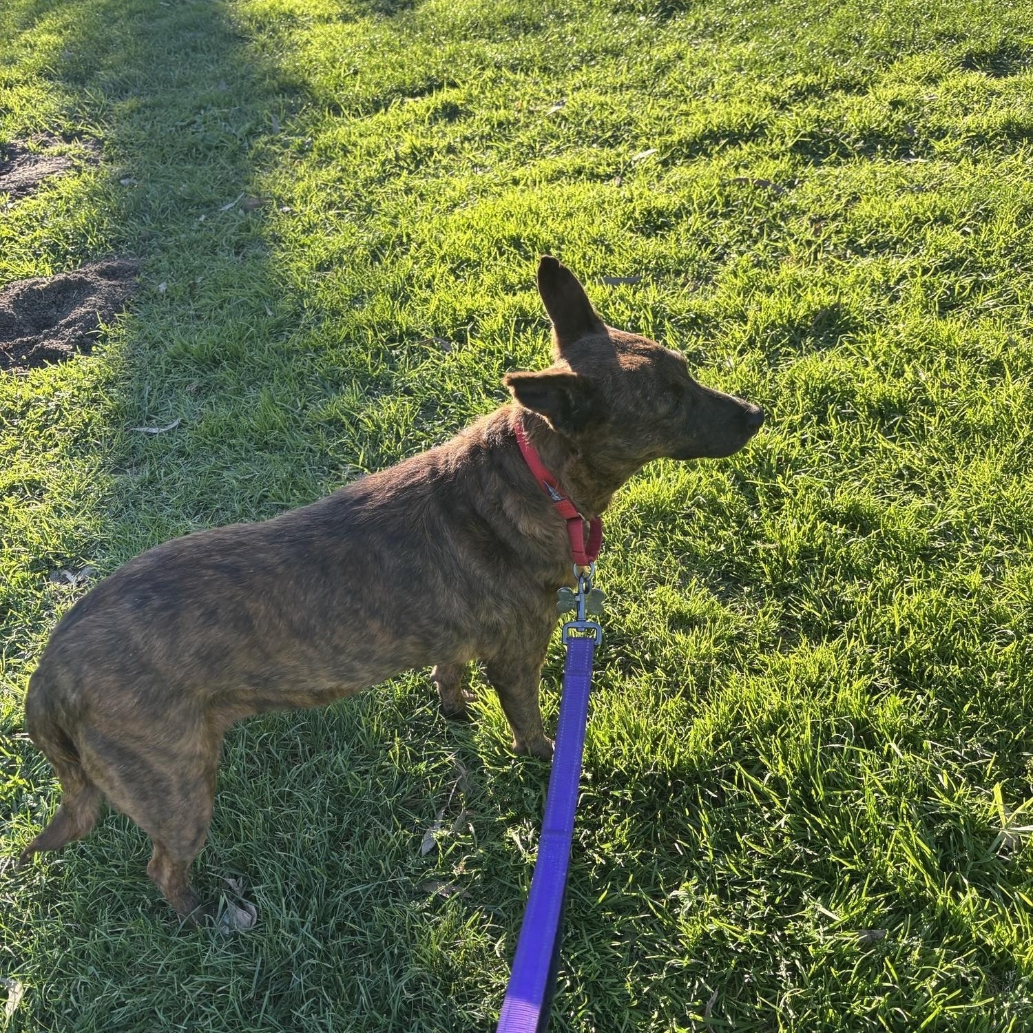 Aloha, a Adoptable mixed breed in San Diego, CA image 6/6