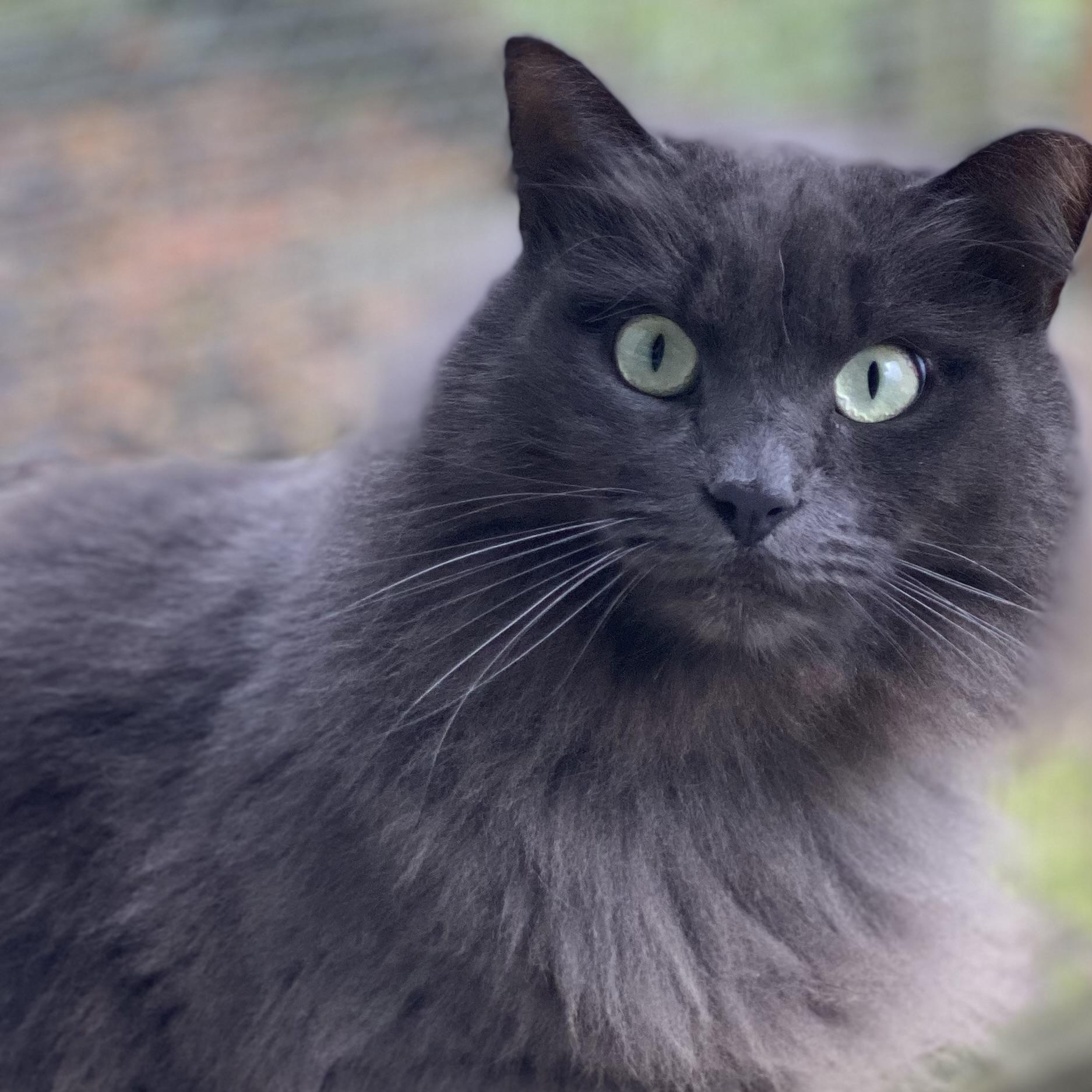 Enlarge Dove, a Adoptable mixed breed in Stanwood, WA image 2/3