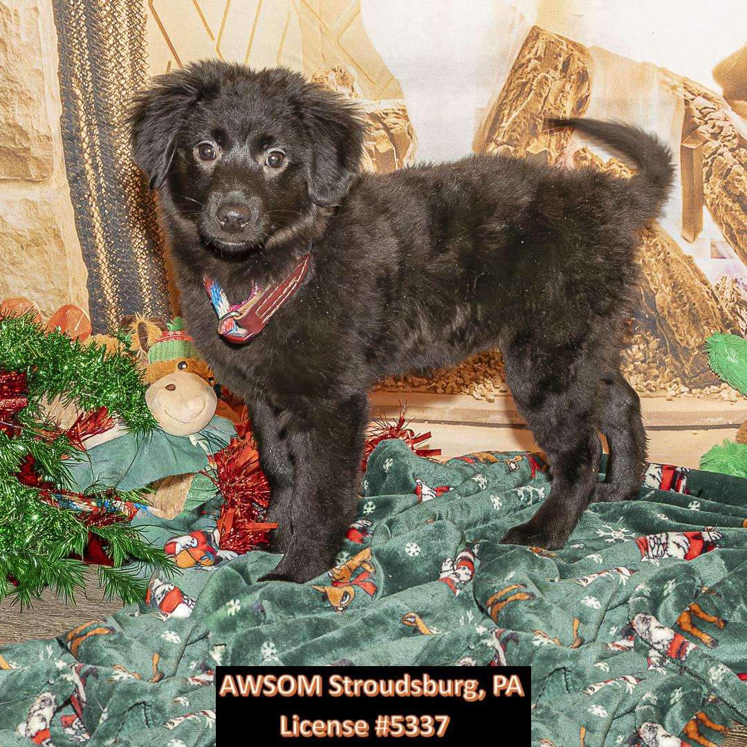 Enlarge Hot Chocolate, a ADOPTABLE Australian Shepherd in Stroudsburg, PA image 1/1