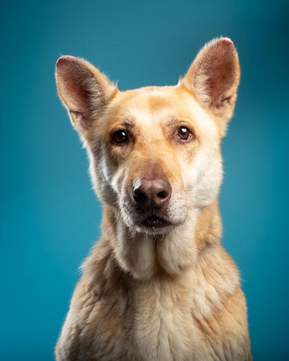 Hazel, Adoptable, Senior Female German Shepherd Dog & Mixed Breed.