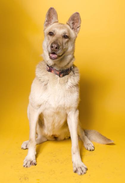 Hazel, a Adoptable mixed breed in Santa Paula, CA image 1/3