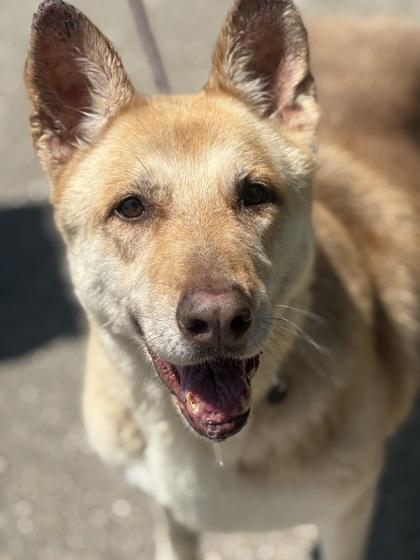 Enlarge Hazel, a Adoptable mixed breed in Santa Paula, CA image 3/4