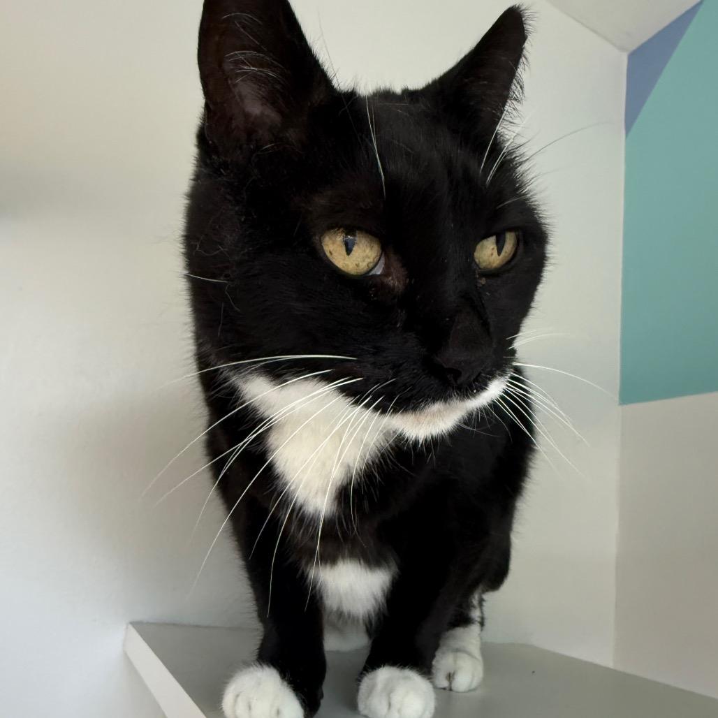 Boots, Adoptable, Senior Female Domestic Short Hair.