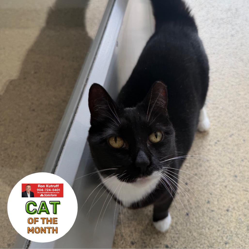 Enlarge Boots, a Adoptable Domestic Short Hair in Jacksonville, FL image 2/5
