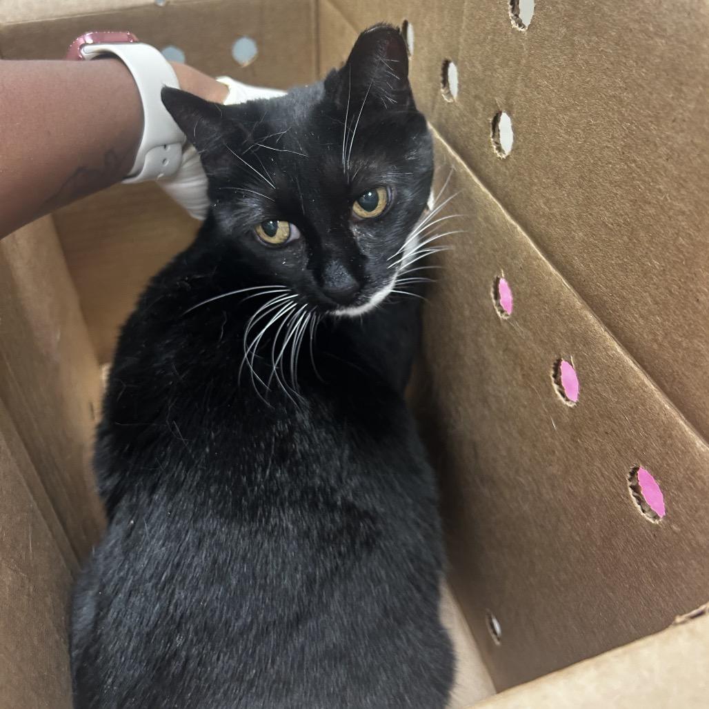 Enlarge Boots, a Adoptable Domestic Short Hair in Jacksonville, FL image 3/5