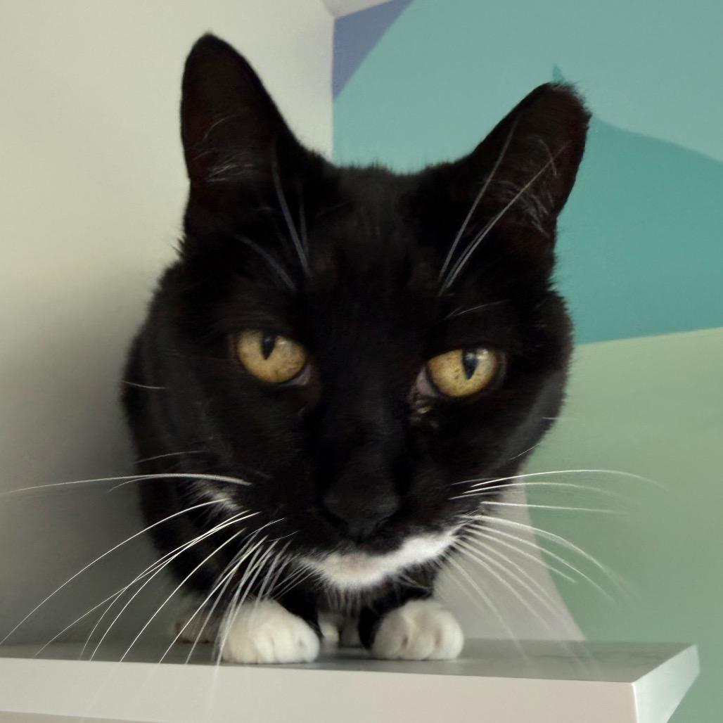 Enlarge Boots, a Adoptable Domestic Short Hair in Jacksonville, FL image 4/5