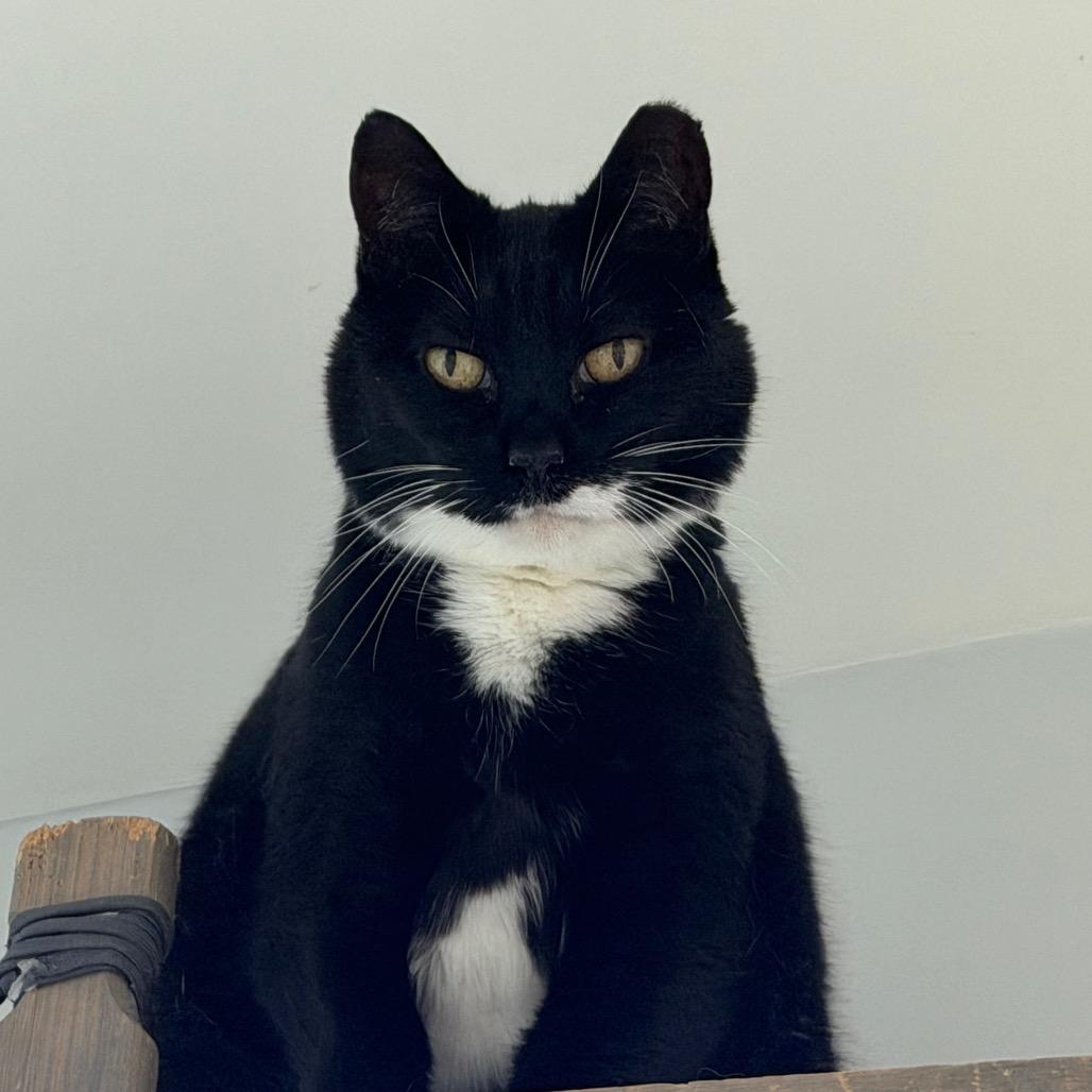 Enlarge Boots, a Adoptable Domestic Short Hair in Jacksonville, FL image 5/5