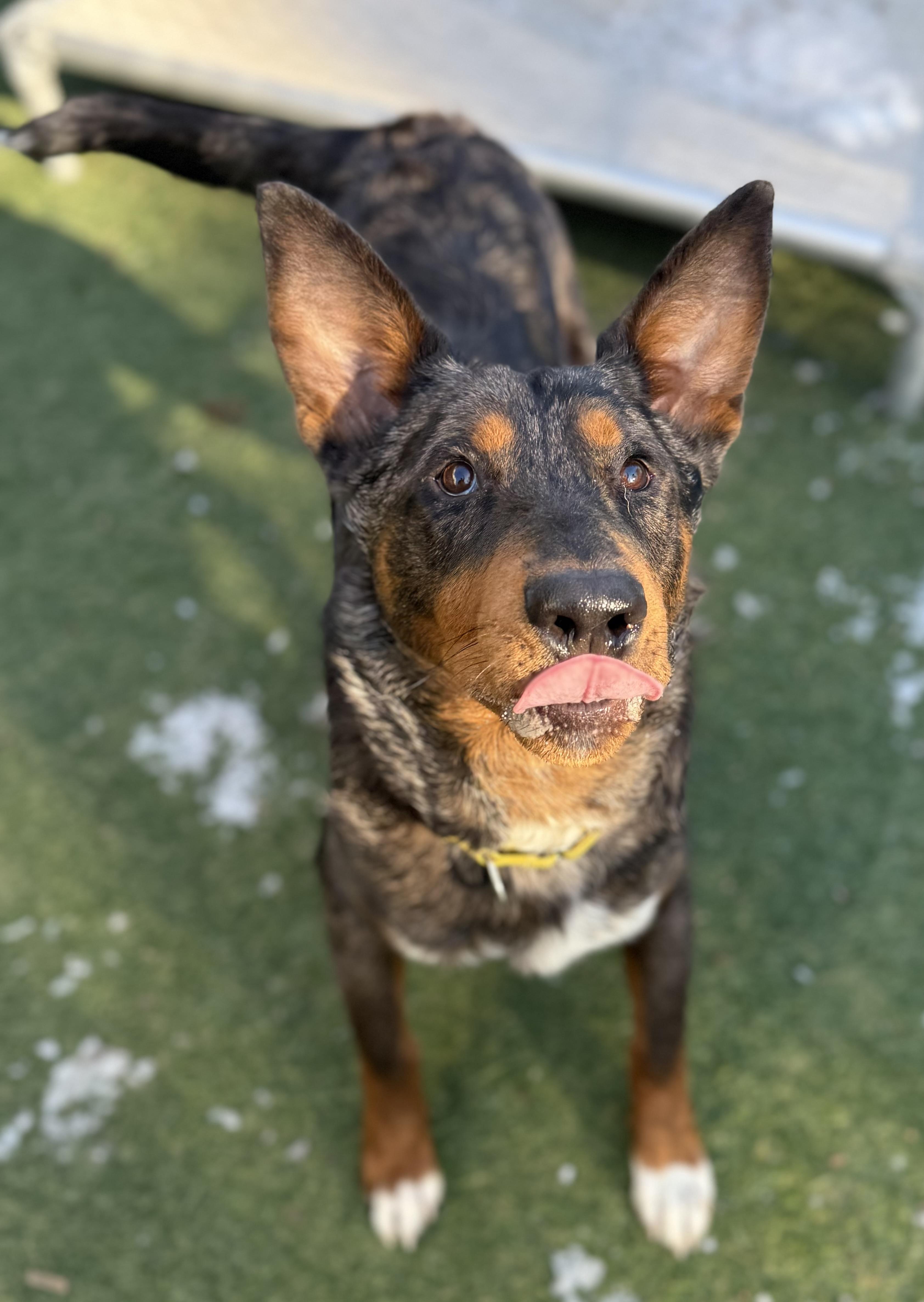 Robin, ADOPTABLE, Young Male Catahoula Leopard Dog & Australian Cattle Dog / Blue Heeler.