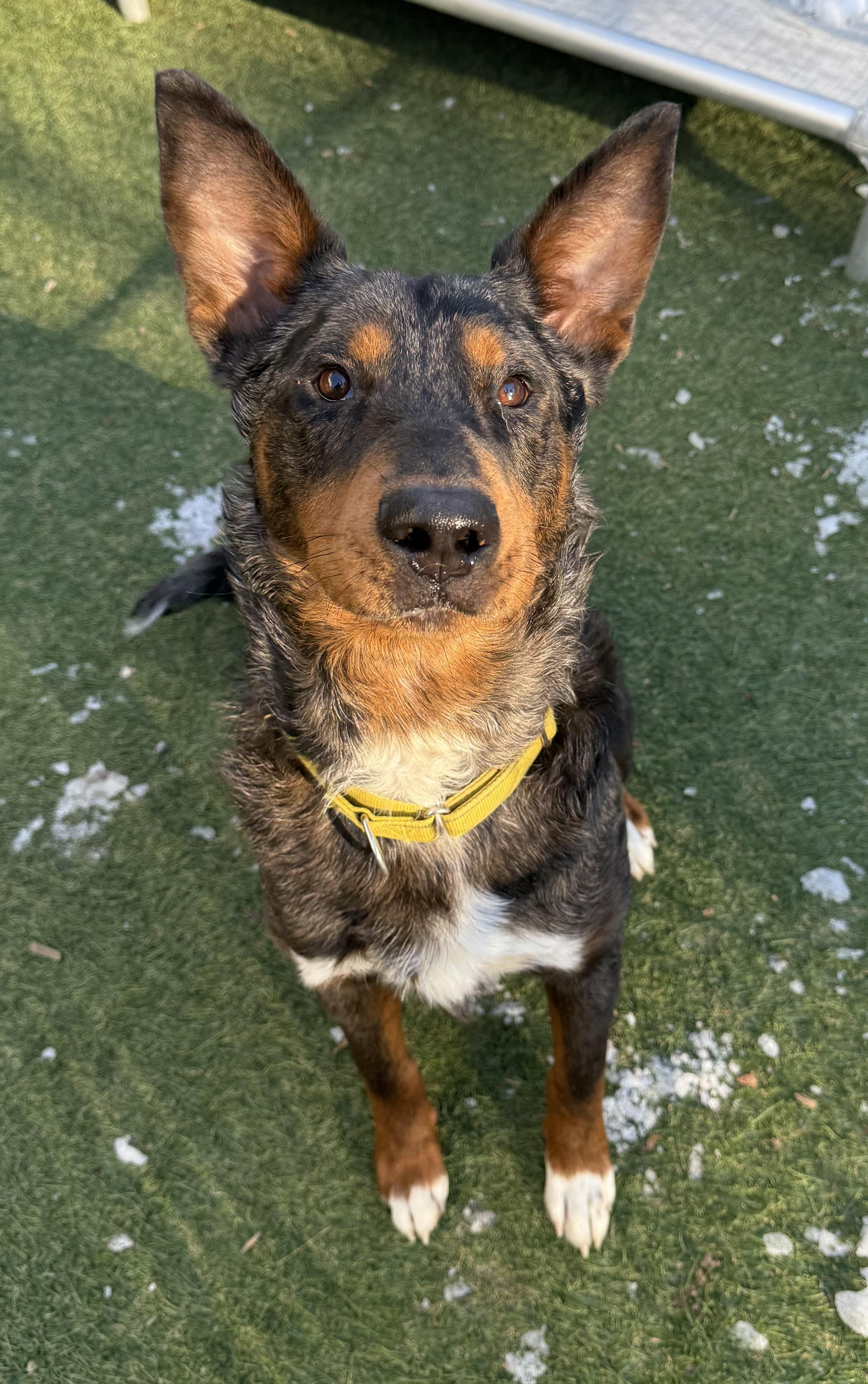 Enlarge Robin, a ADOPTABLE mixed breed in Sudbury, MA image 3/5