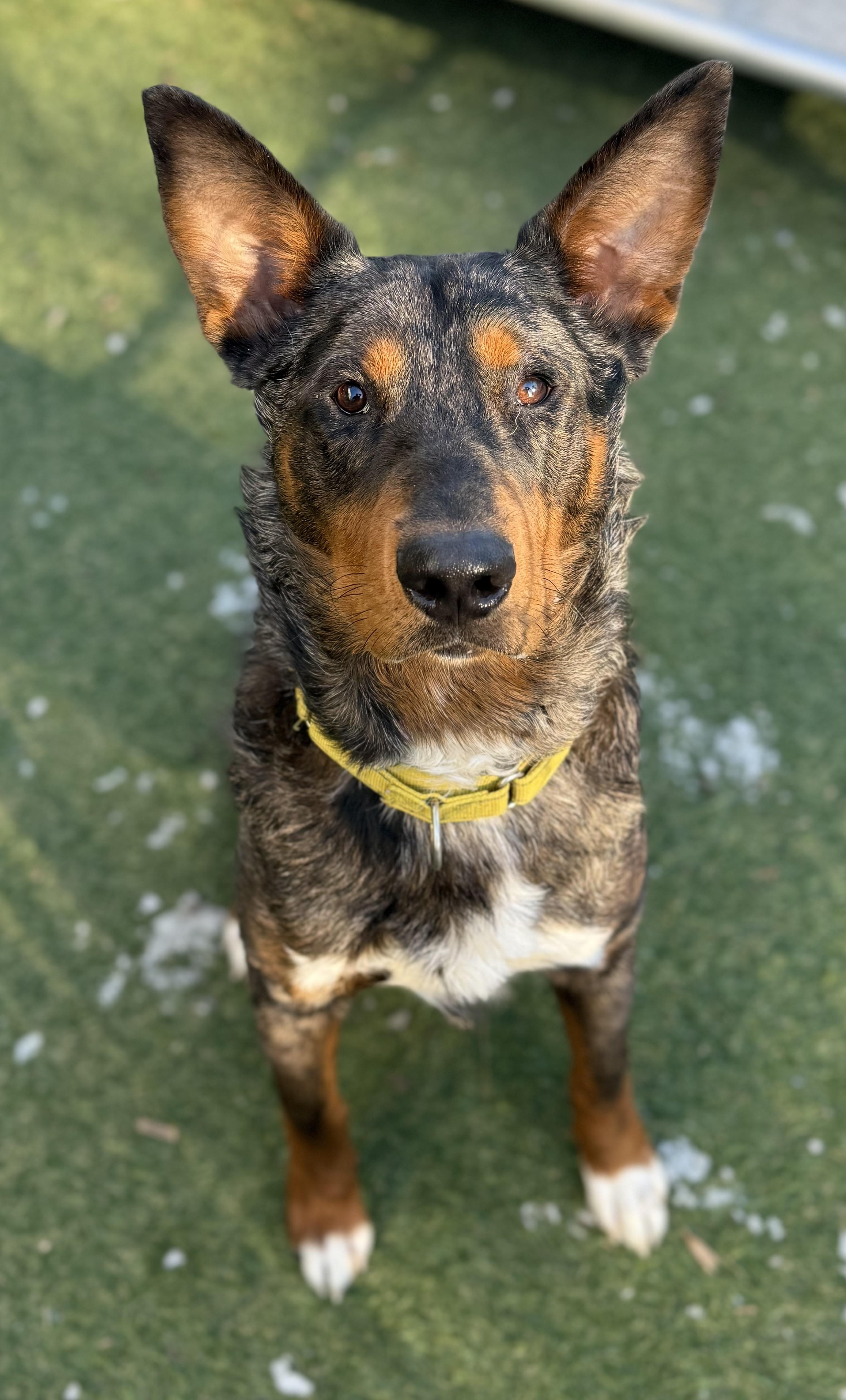 Enlarge Robin, a ADOPTABLE mixed breed in Sudbury, MA image 5/5
