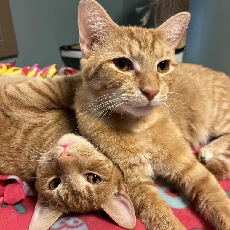 Enlarge Dimu, a Adoptable Domestic Short Hair in Baltimore, MD image 3/6