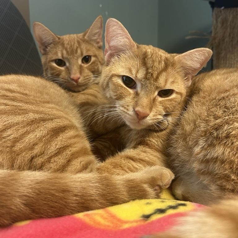 Enlarge Dimu, a Adoptable Domestic Short Hair in Baltimore, MD image 5/6