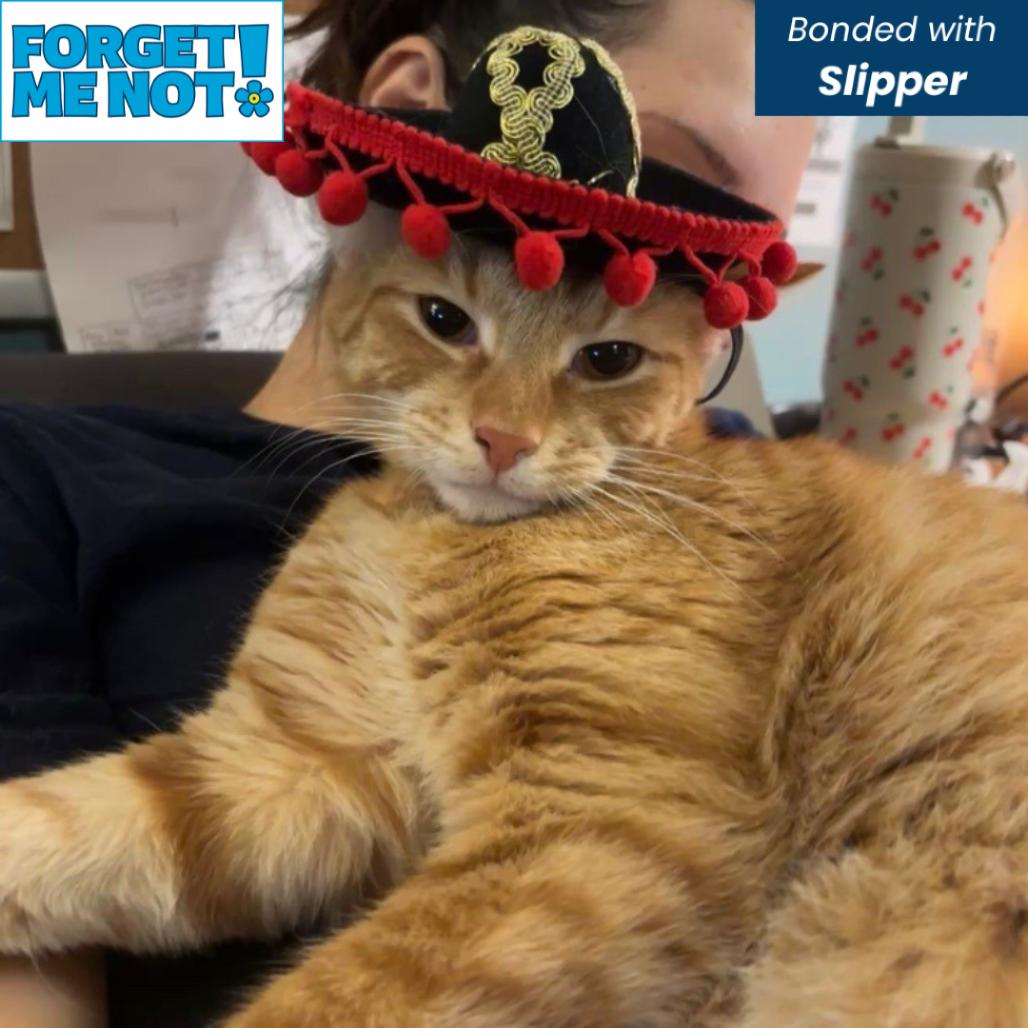 Enlarge Dimu, a Adoptable Domestic Short Hair in Baltimore, MD image 6/6