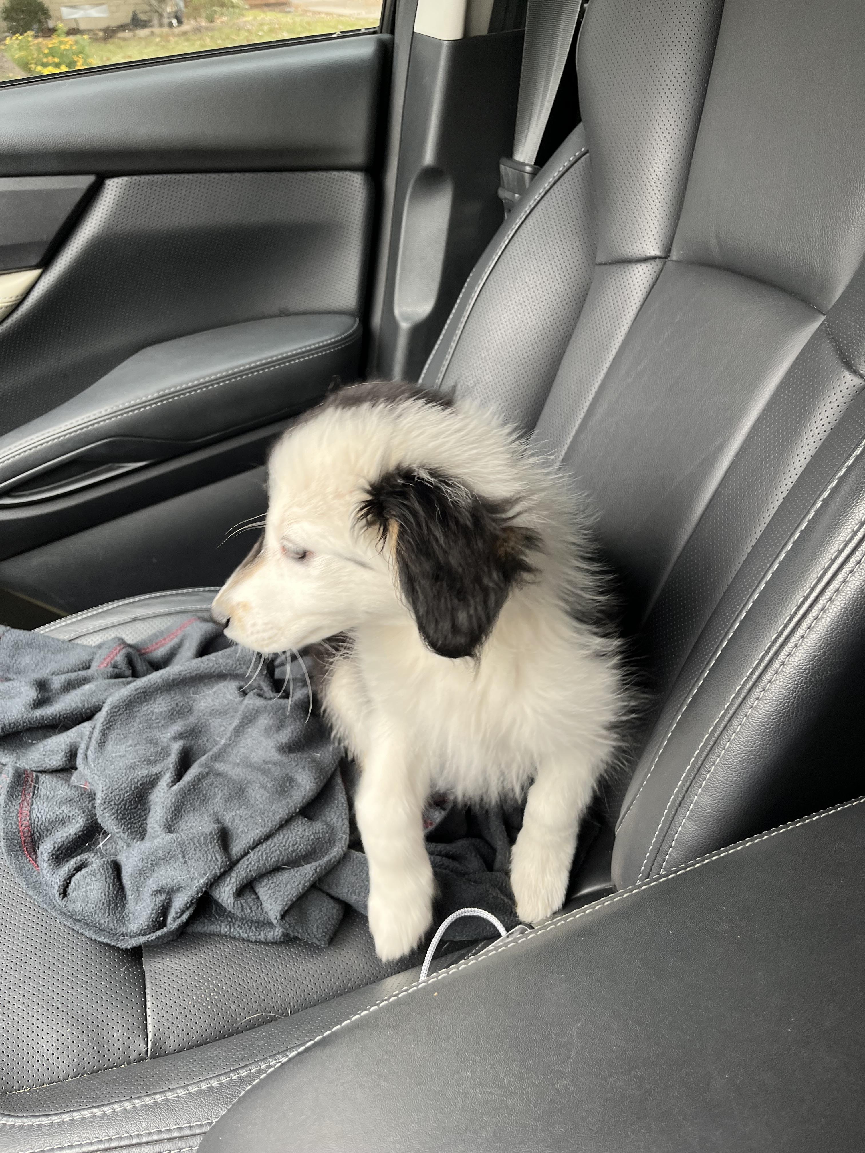 Enlarge Jovie/Maisy, a Adopted mixed breed in Arlington, TX image 1/5