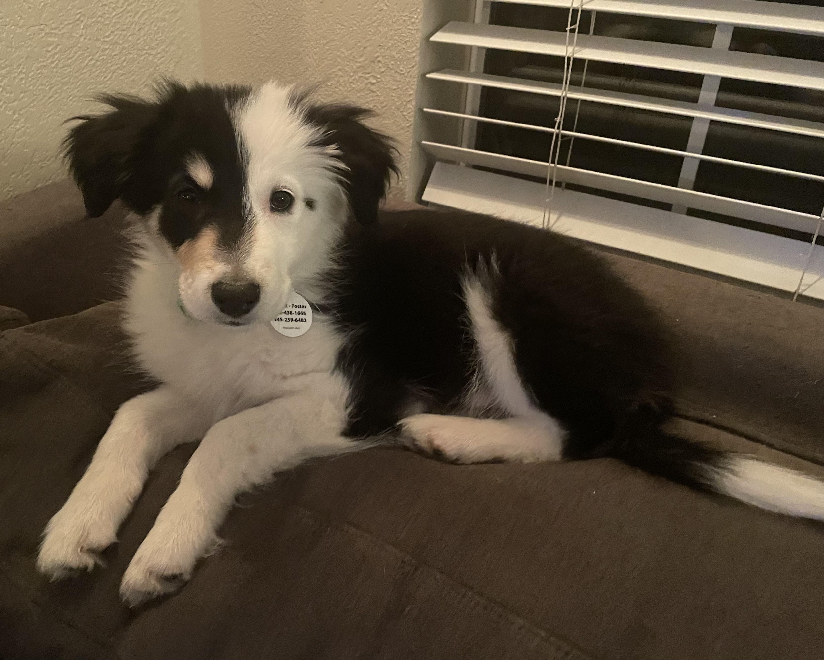 Enlarge Jovie/Maisy, a Adopted mixed breed in Arlington, TX image 2/5