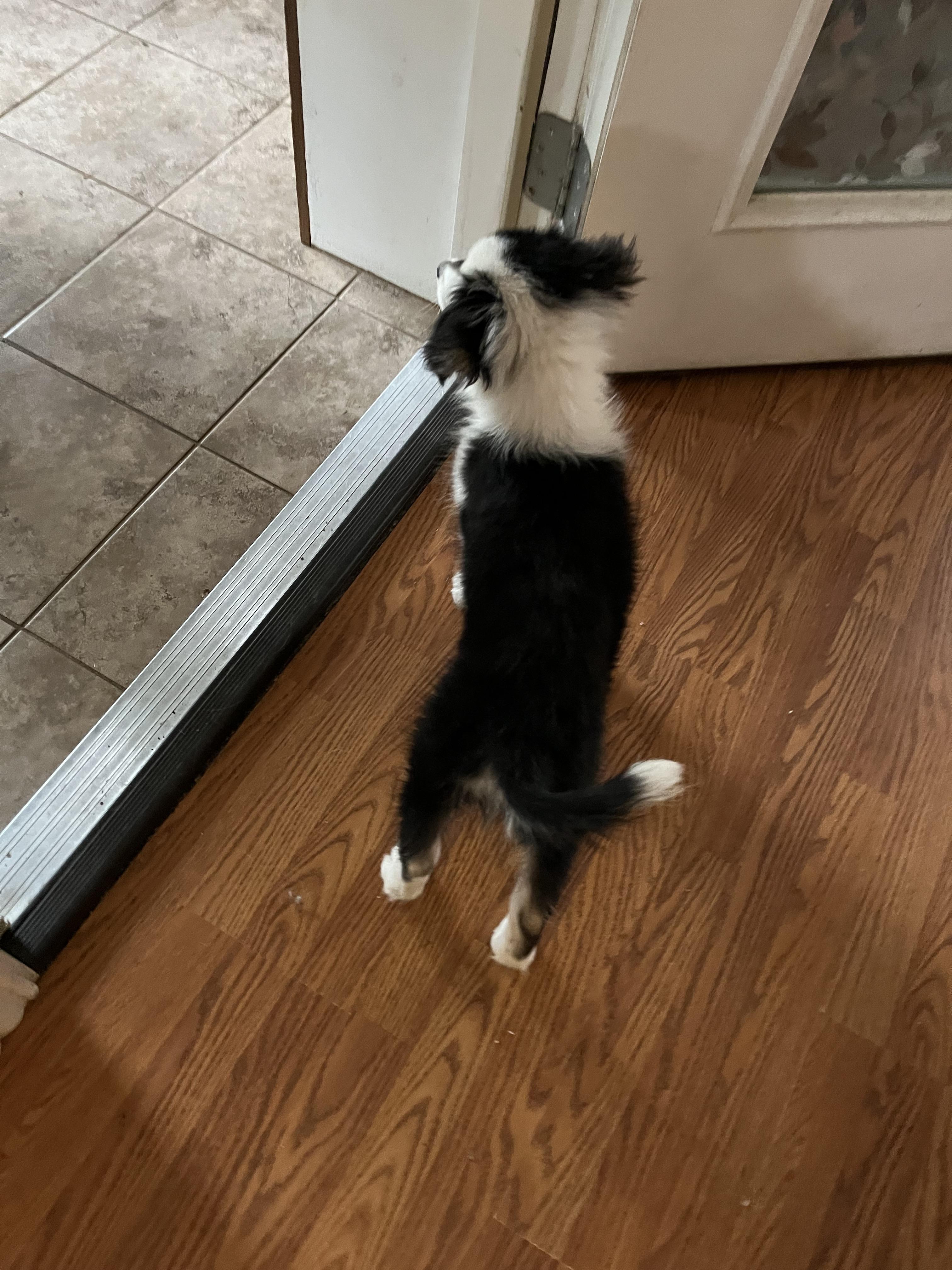 Enlarge Jovie/Maisy, a Adopted mixed breed in Arlington, TX image 3/5