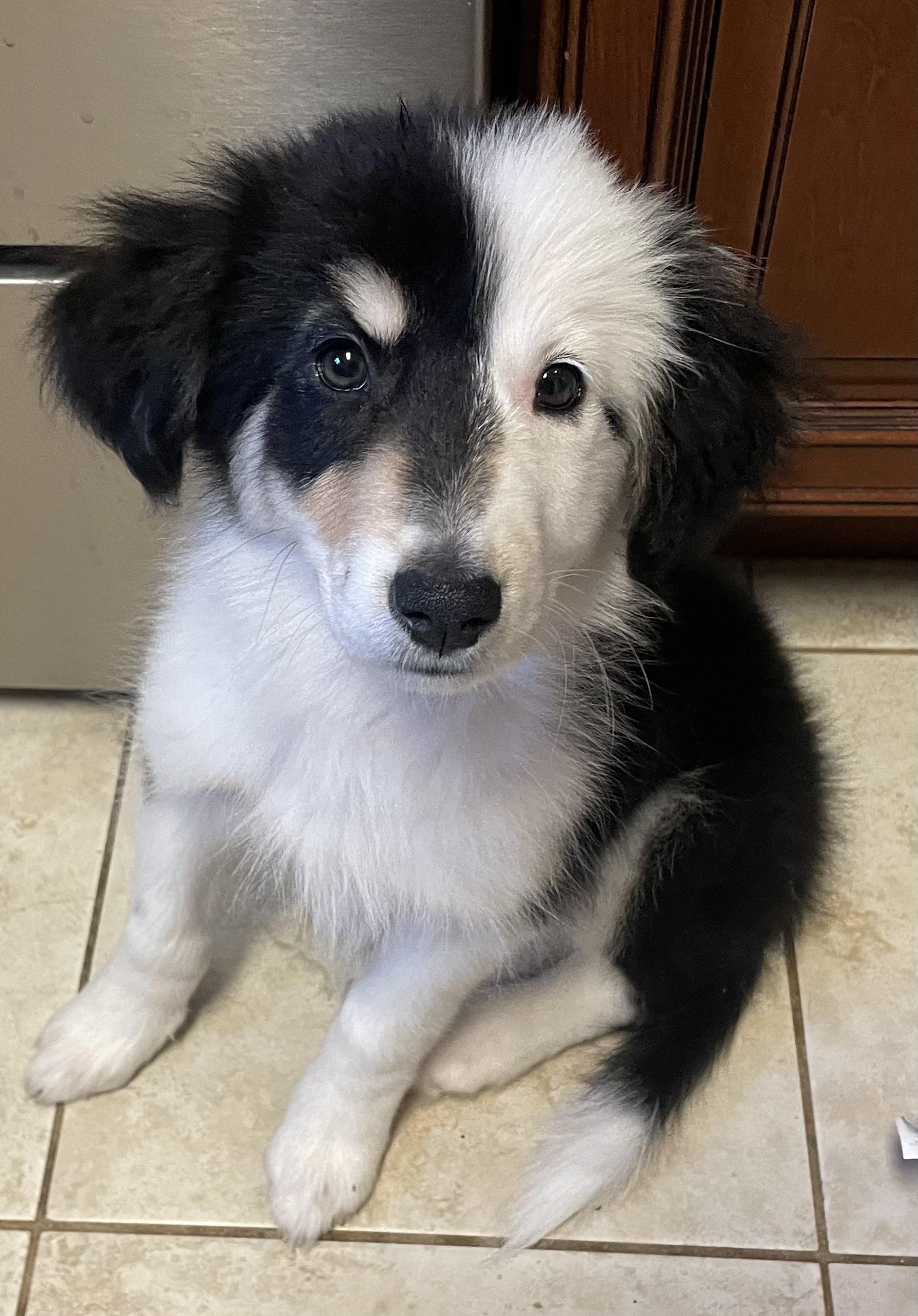 Enlarge Jovie/Maisy, a Adopted mixed breed in Arlington, TX image 4/5