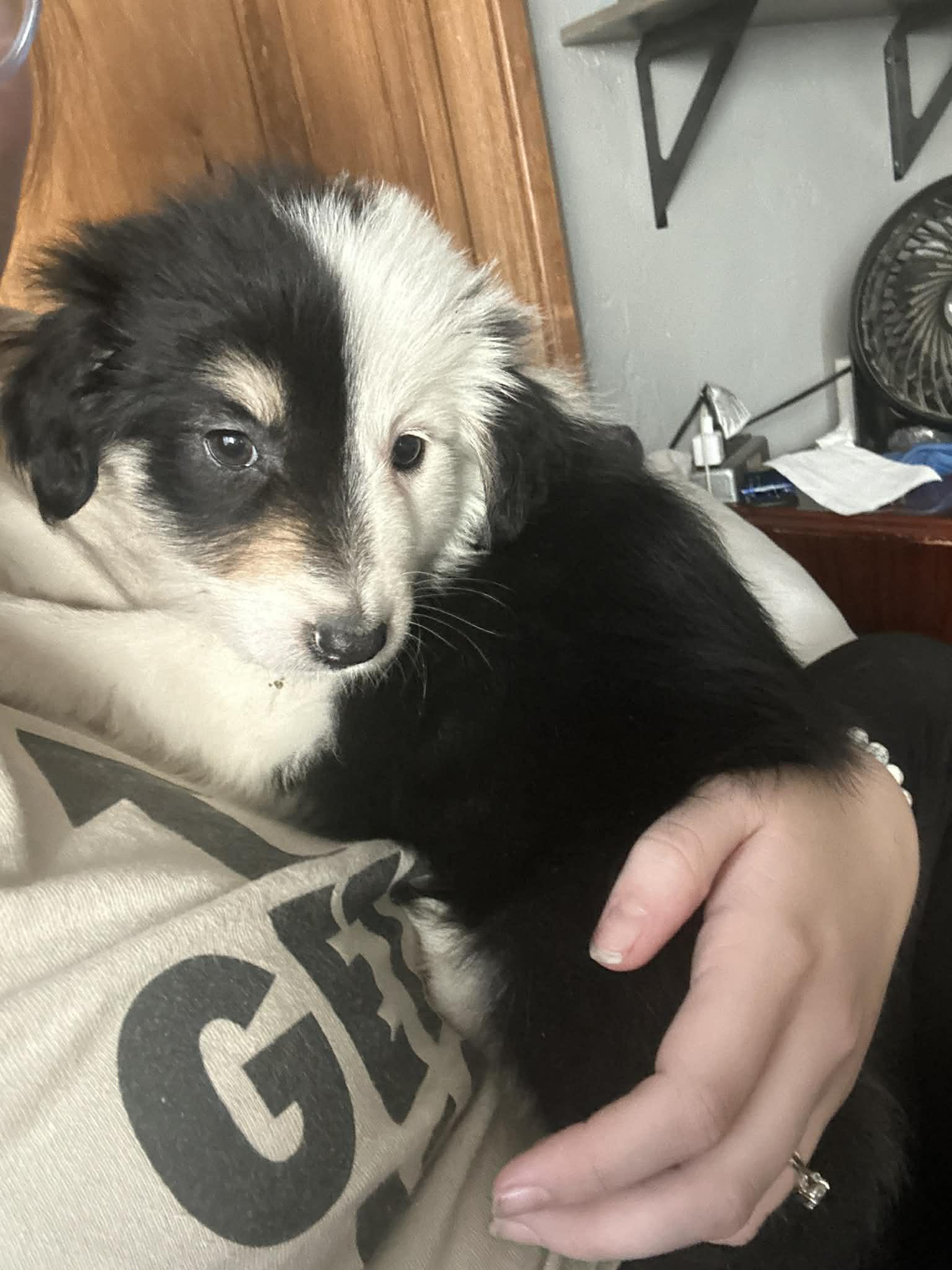 Enlarge Jovie/Maisy, a Adopted mixed breed in Arlington, TX image 5/5