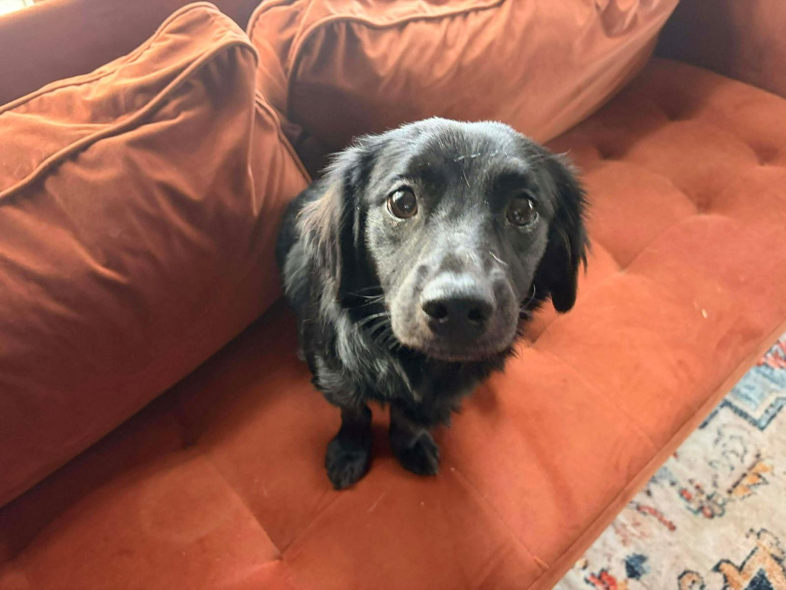 Duckie - ADOPTION IN PROCESS, Adoptable, Young Male Dachshund & Chihuahua.