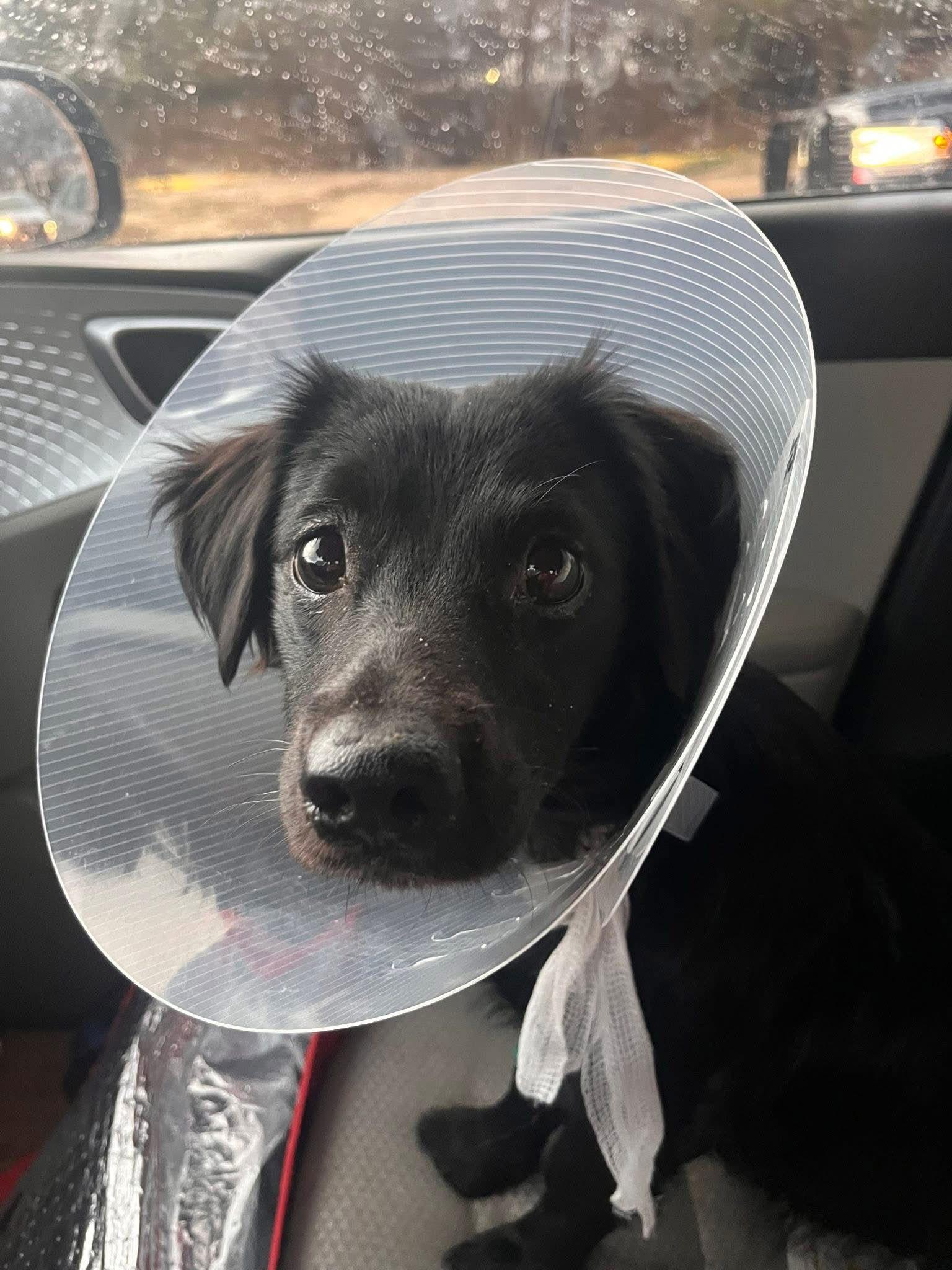 Enlarge Duckie - ADOPTION IN PROCESS, a Adoptable mixed breed in Grafton, WI image 2/3