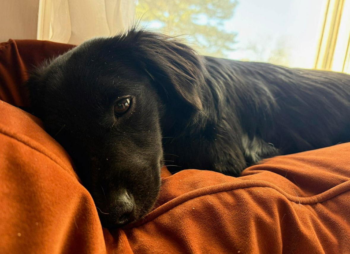 Enlarge Duckie - ADOPTION IN PROCESS, a Adoptable mixed breed in Grafton, WI image 3/3