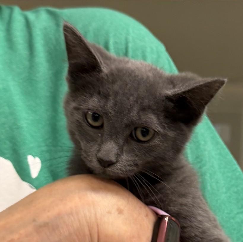 Patsy Cline, ADOPTABLE, Kitten Female Domestic Short Hair.
