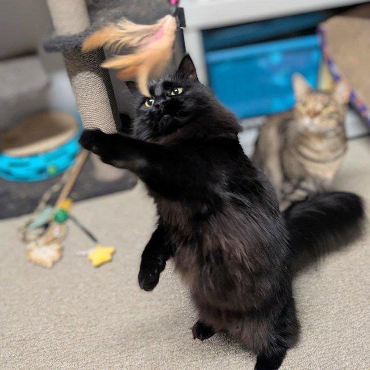 DeeDee & Siouxie, a Adoptable Domestic Medium Hair in Abbotsford, BC image 5/6