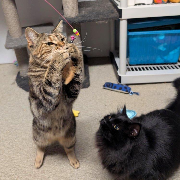 DeeDee & Siouxie, a Adoptable Domestic Medium Hair in Abbotsford, BC image 6/6