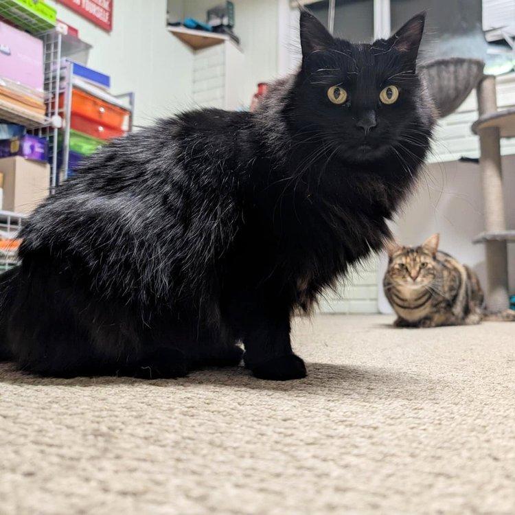 DeeDee & Siouxie, a Adoptable Domestic Medium Hair in Abbotsford, BC image 4/6