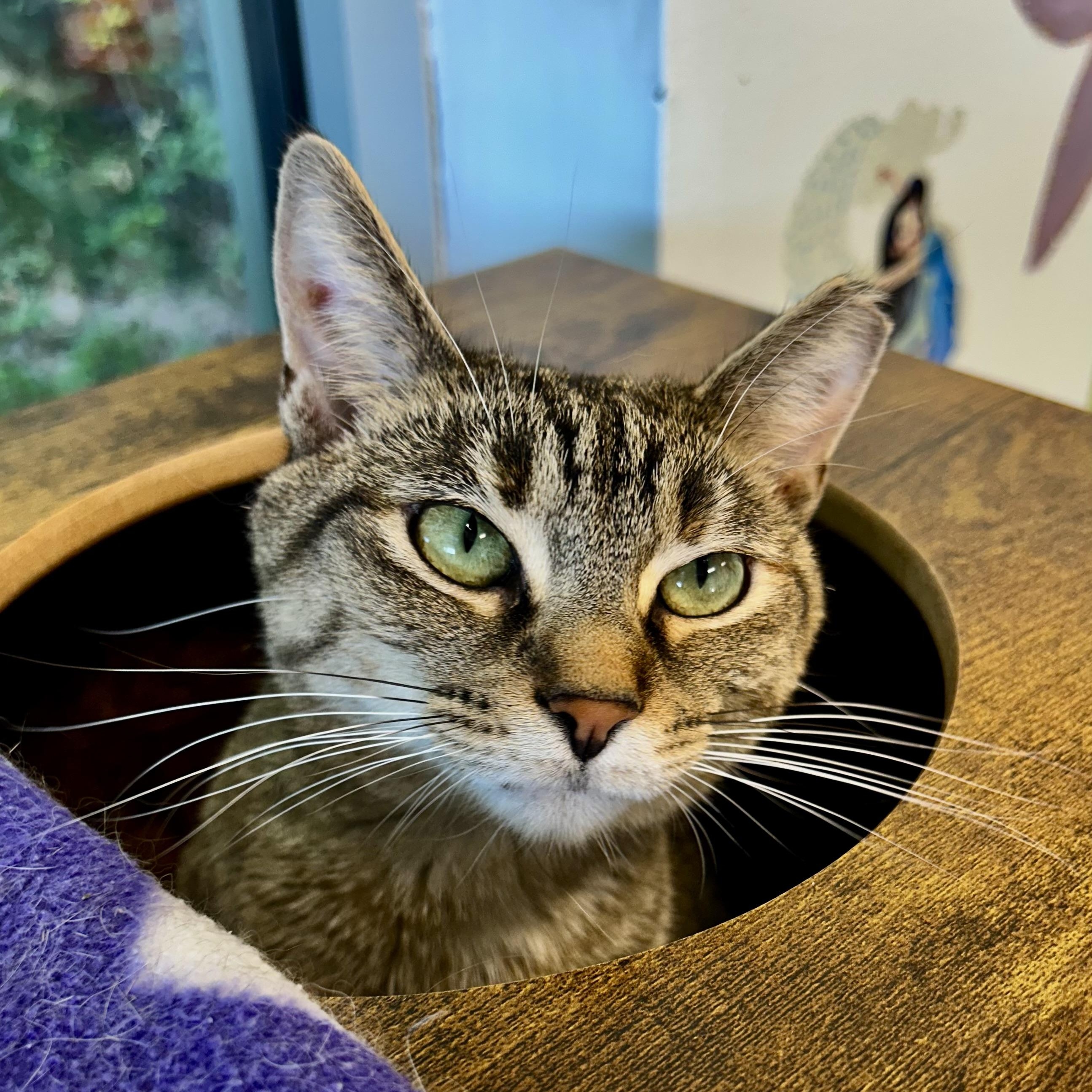 Mocha, Adoptable, Young Female Torbie.