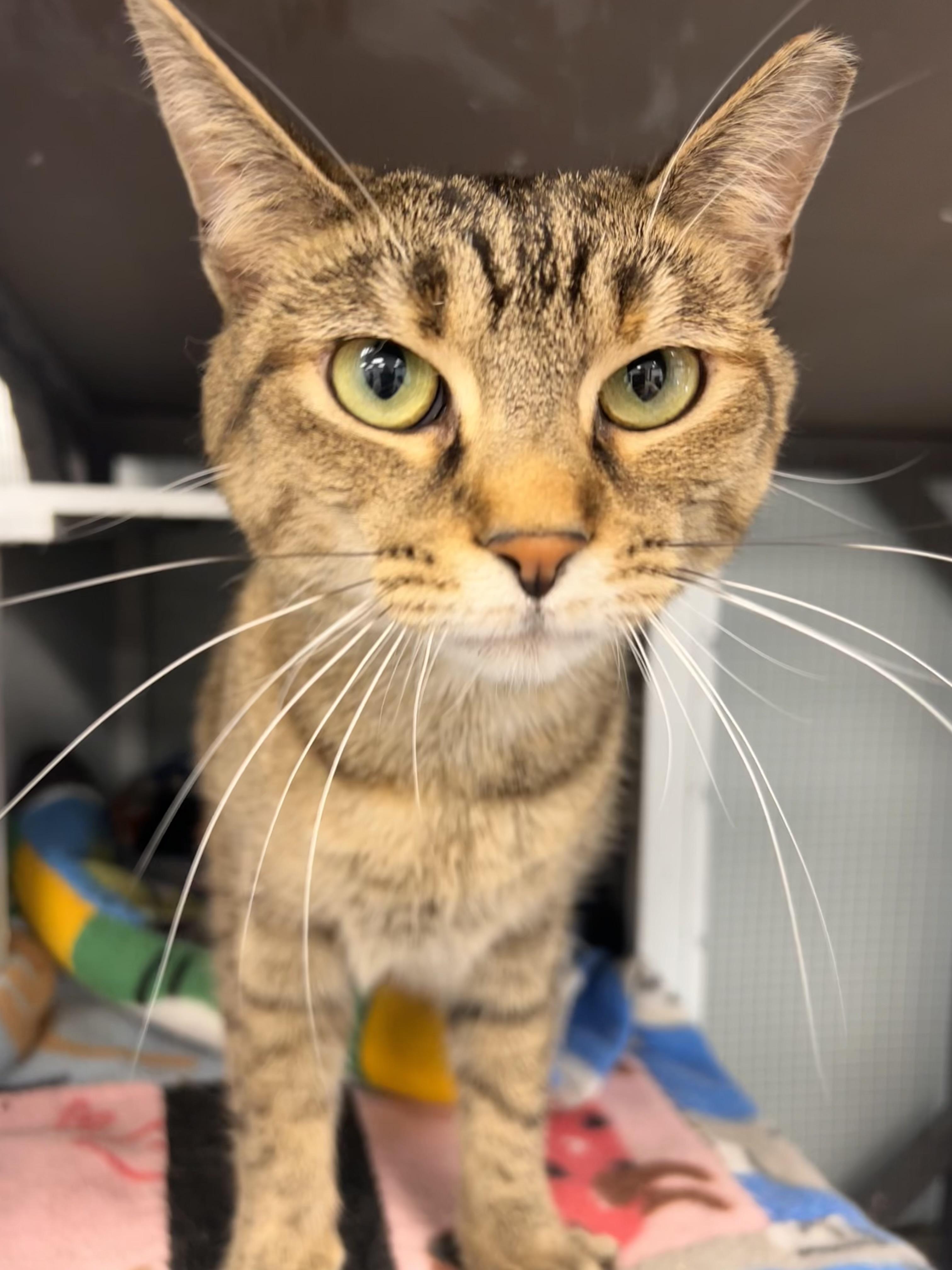 Mocha, a Adoptable Torbie in Grand Rapids, MI image 5/6