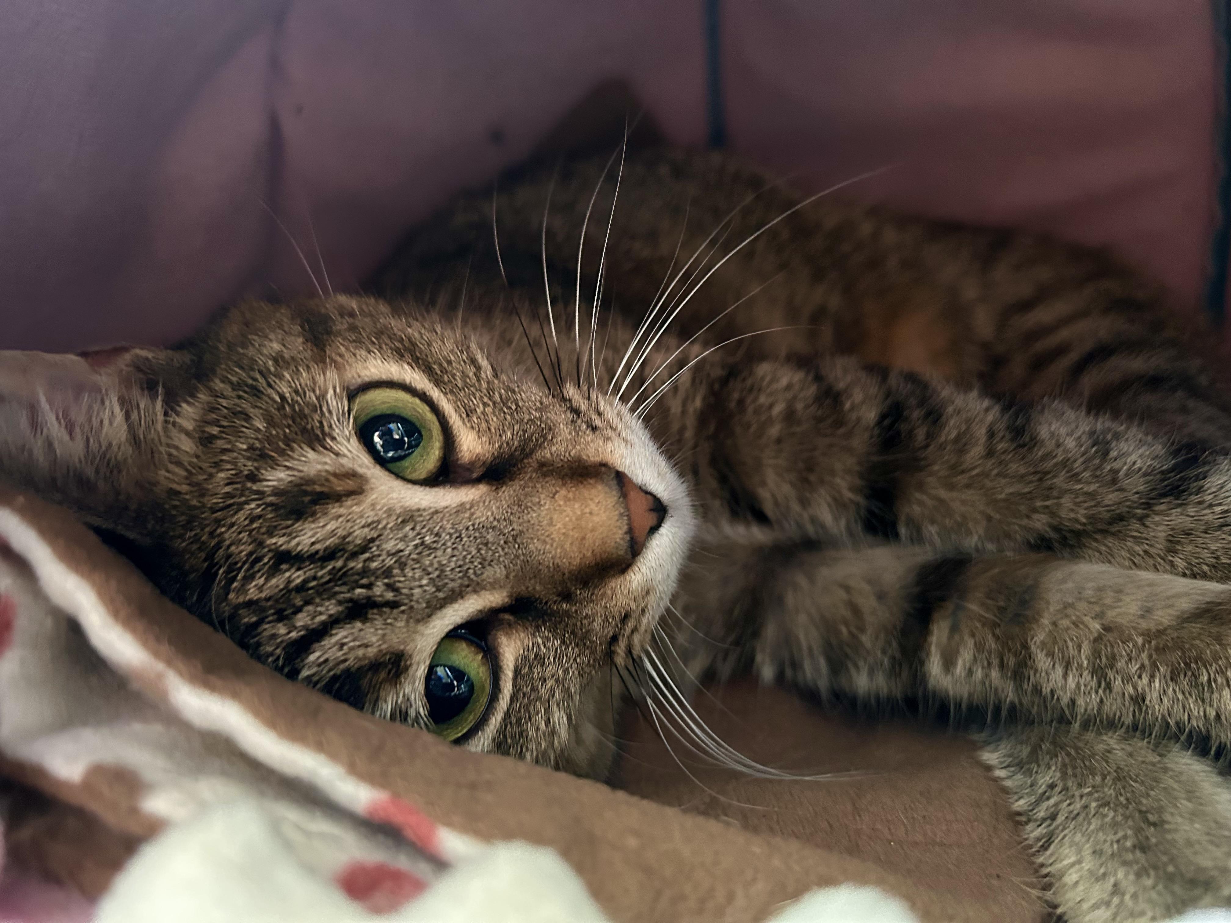 Mocha, a Adoptable Torbie in Grand Rapids, MI image 4/6