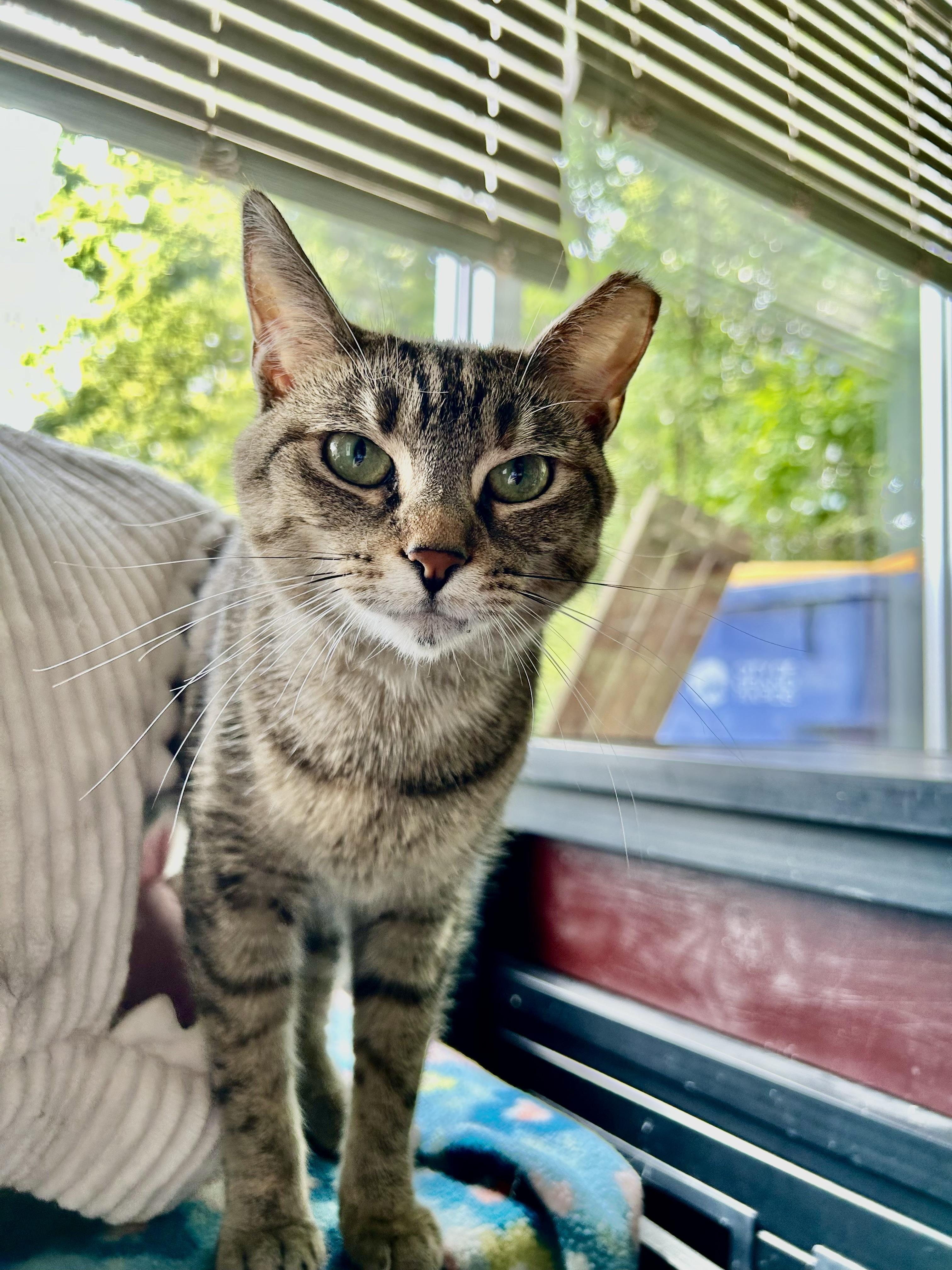 Mocha, a Adoptable Torbie in Grand Rapids, MI image 2/6