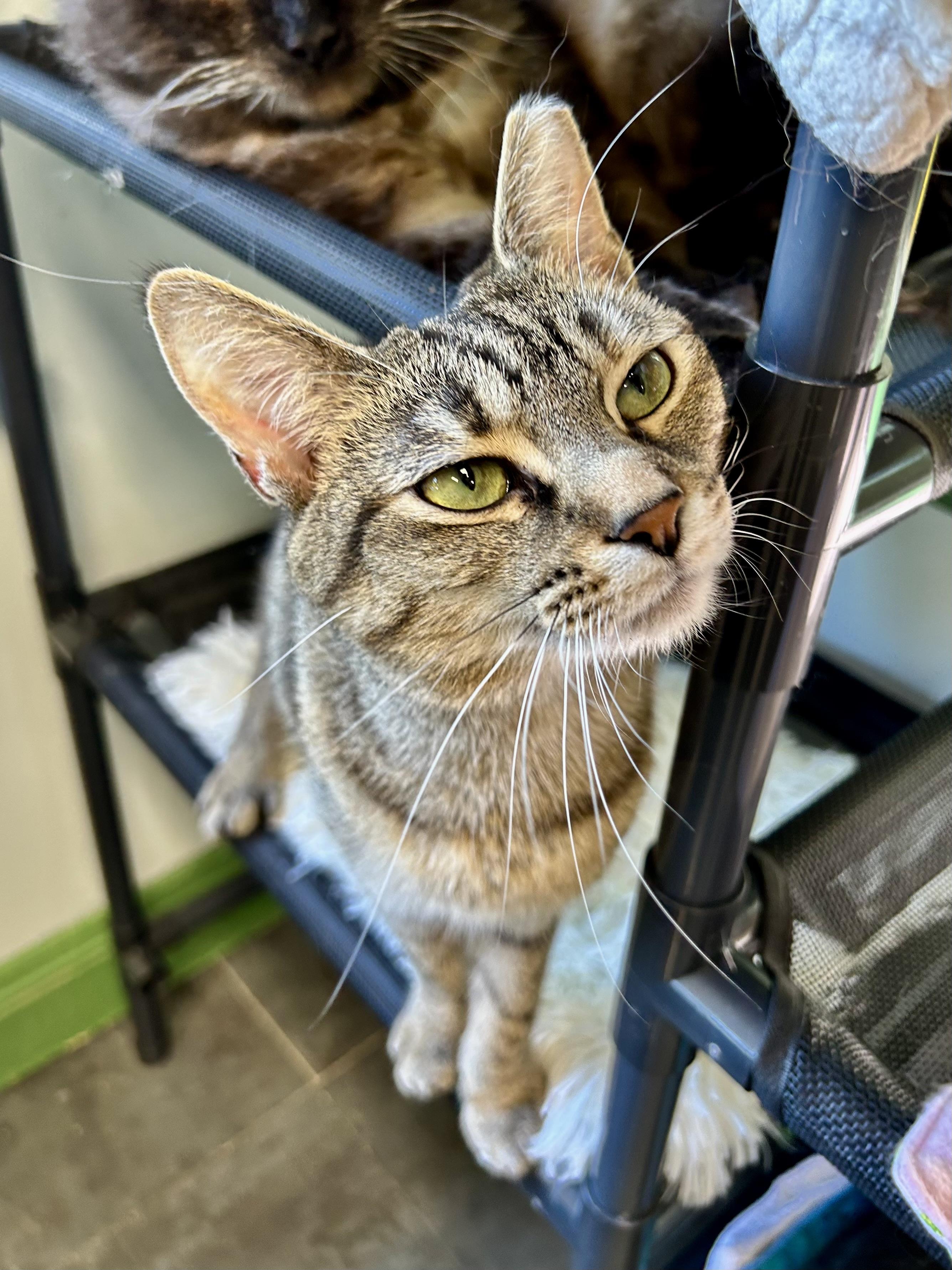 Mocha, a Adoptable Torbie in Grand Rapids, MI image 6/6