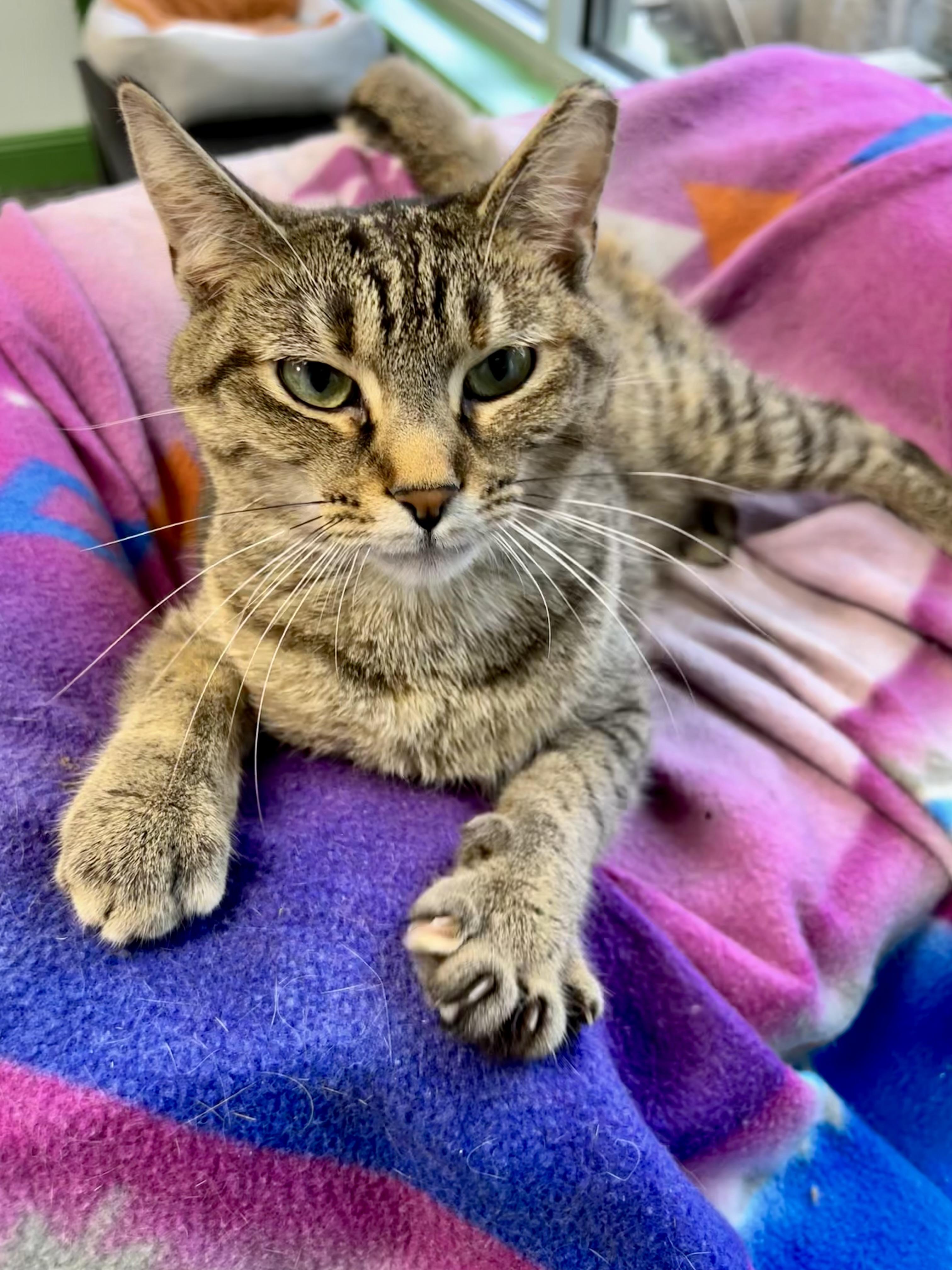 Mocha, a Adoptable Torbie in Grand Rapids, MI image 3/6